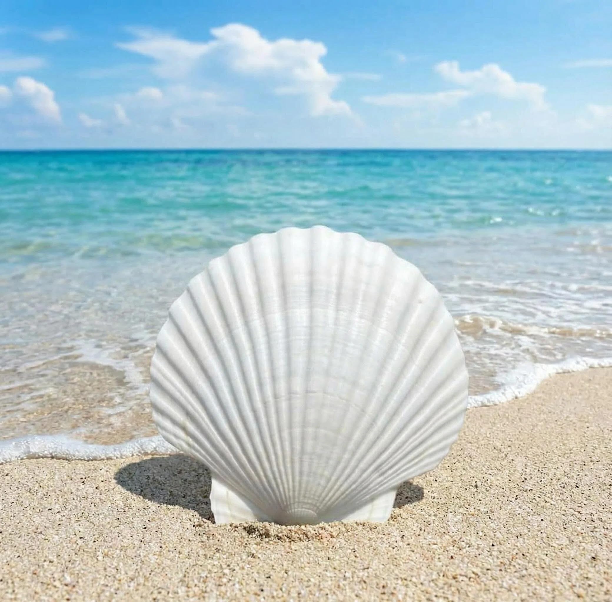12PCS Natural Seashells 2-3 Inch