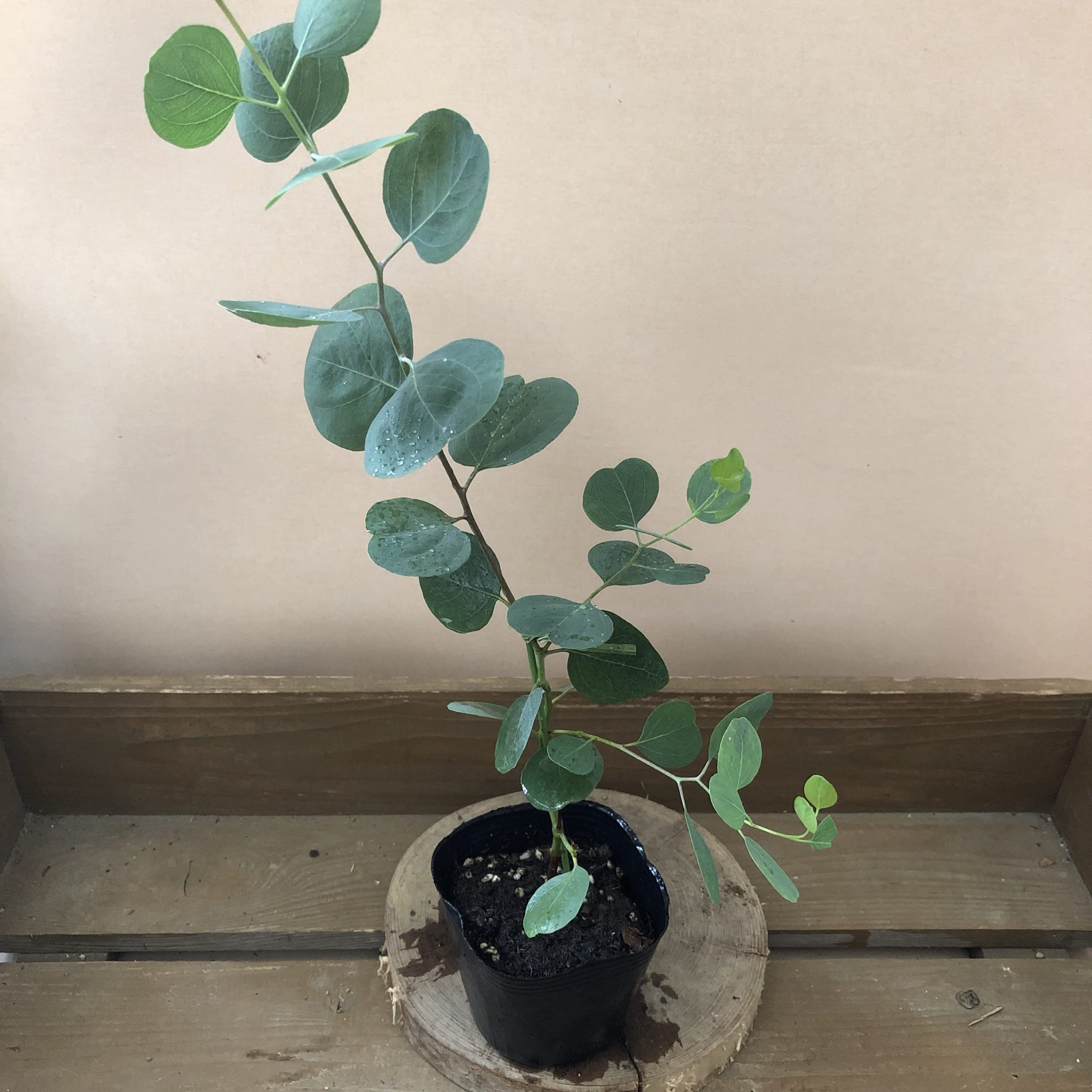 ユーカリ ポポラス苗 190㎝❗ 大型10号 優良株 ❗爽やかシルバーリーフー ユーカリ ポポラス苗 190㎝❗ 大型10号 優良株 ❗爽やかシルバー