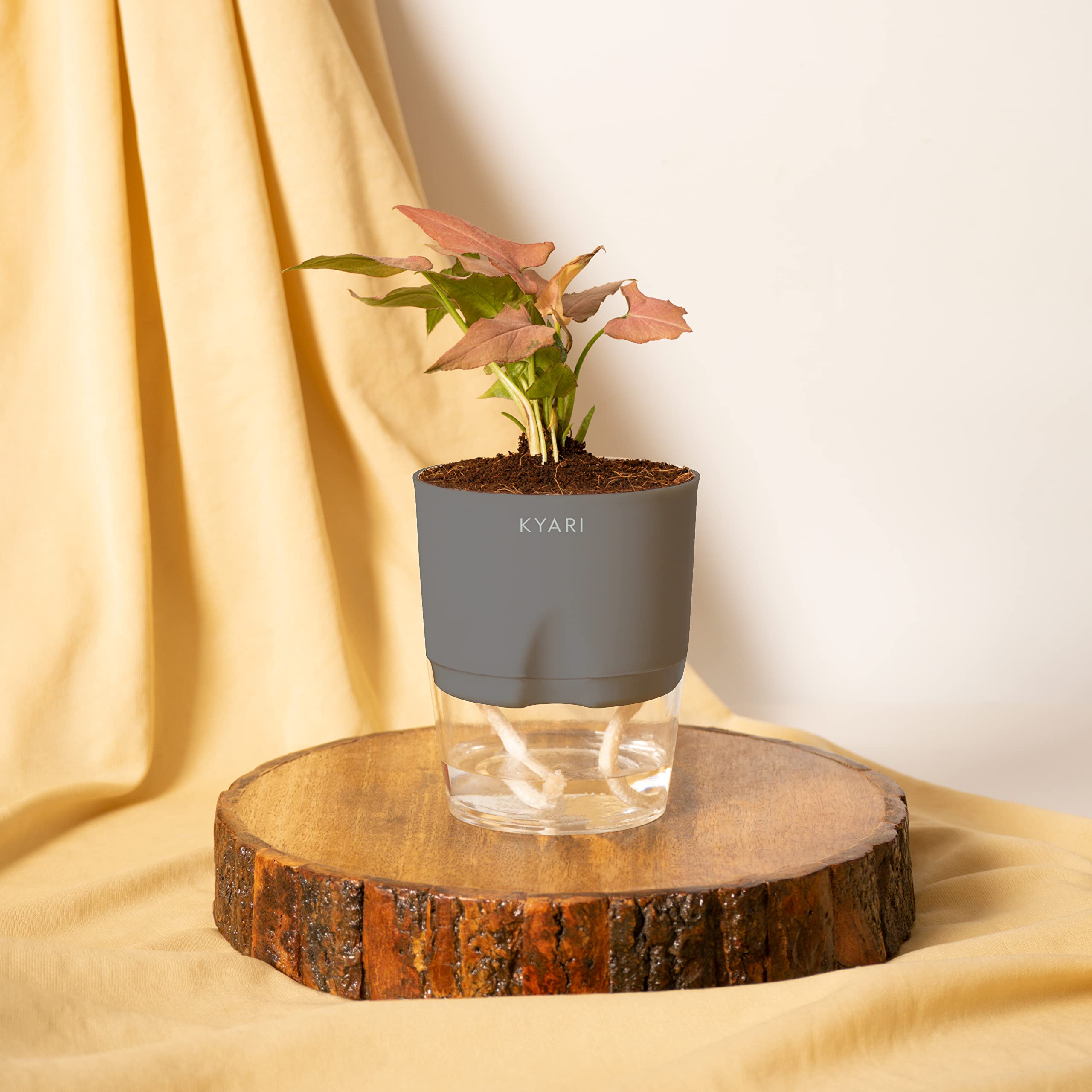 KYARI Syngonium Pink Indoor Plants for Living Room | Live Plants | Plants with Grey Pot for Home | Air purifier plants | Plants for Home Decor | Plants for garden | Indoor Plants for bedroom (B0BDG3YK5C) Amazon Price History, Amazon Price Tracker