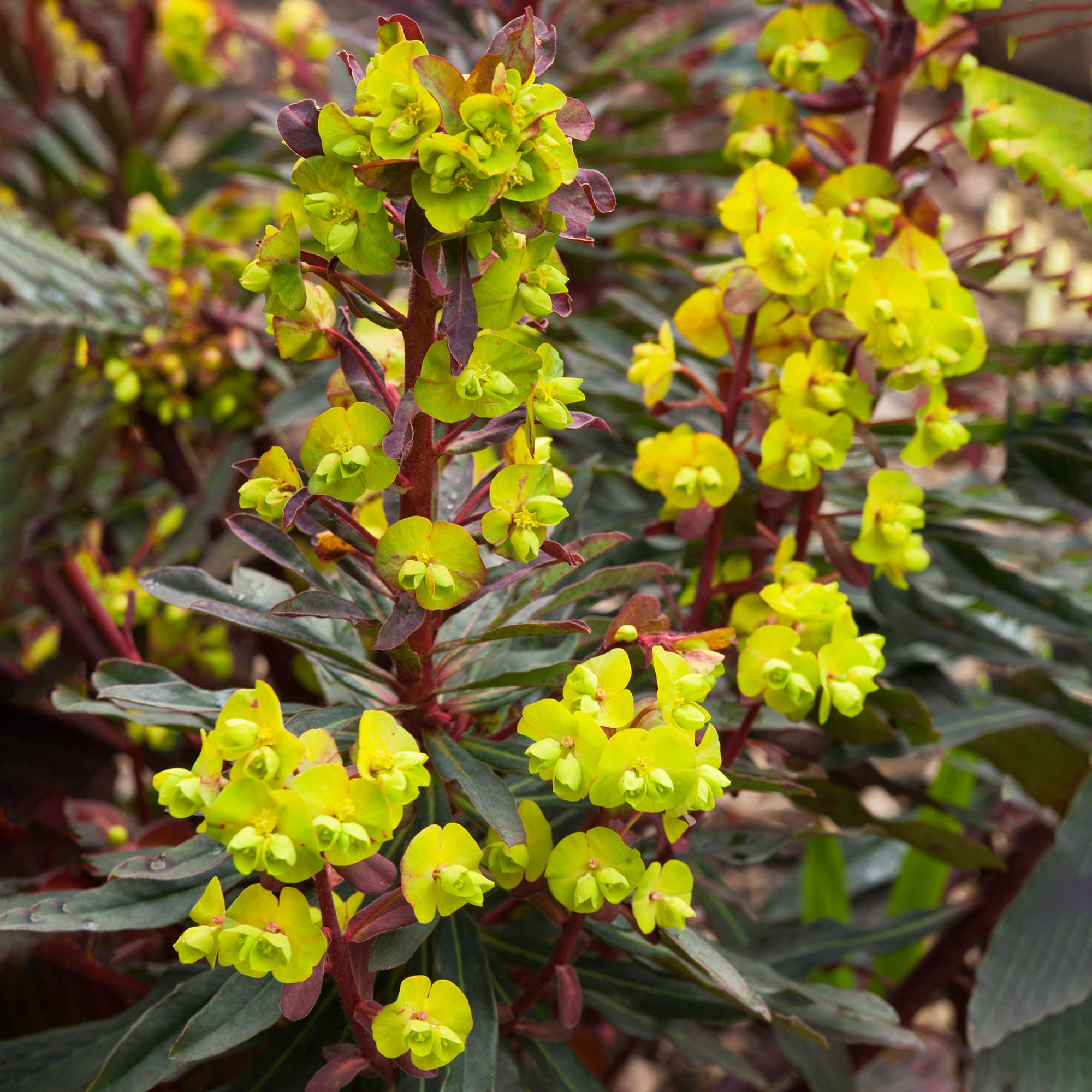 Euphorbia Pupurea Wood Spurge Bushy Flowering Evergreen Perennial Shrub (20-30cm Incl. Pot)