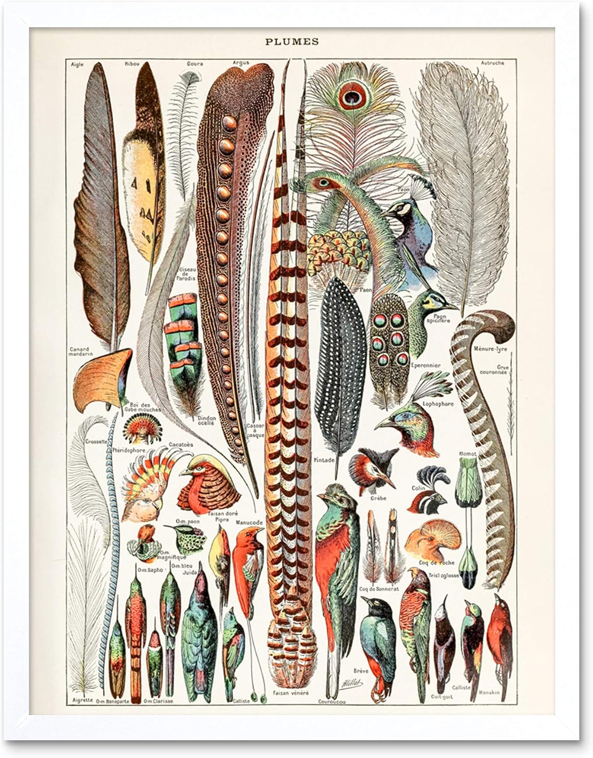 Artery8 Millot Encyclopedia Page Birds Feathers Plumage Unframed Wall Art Print Poster Home Decor Premium