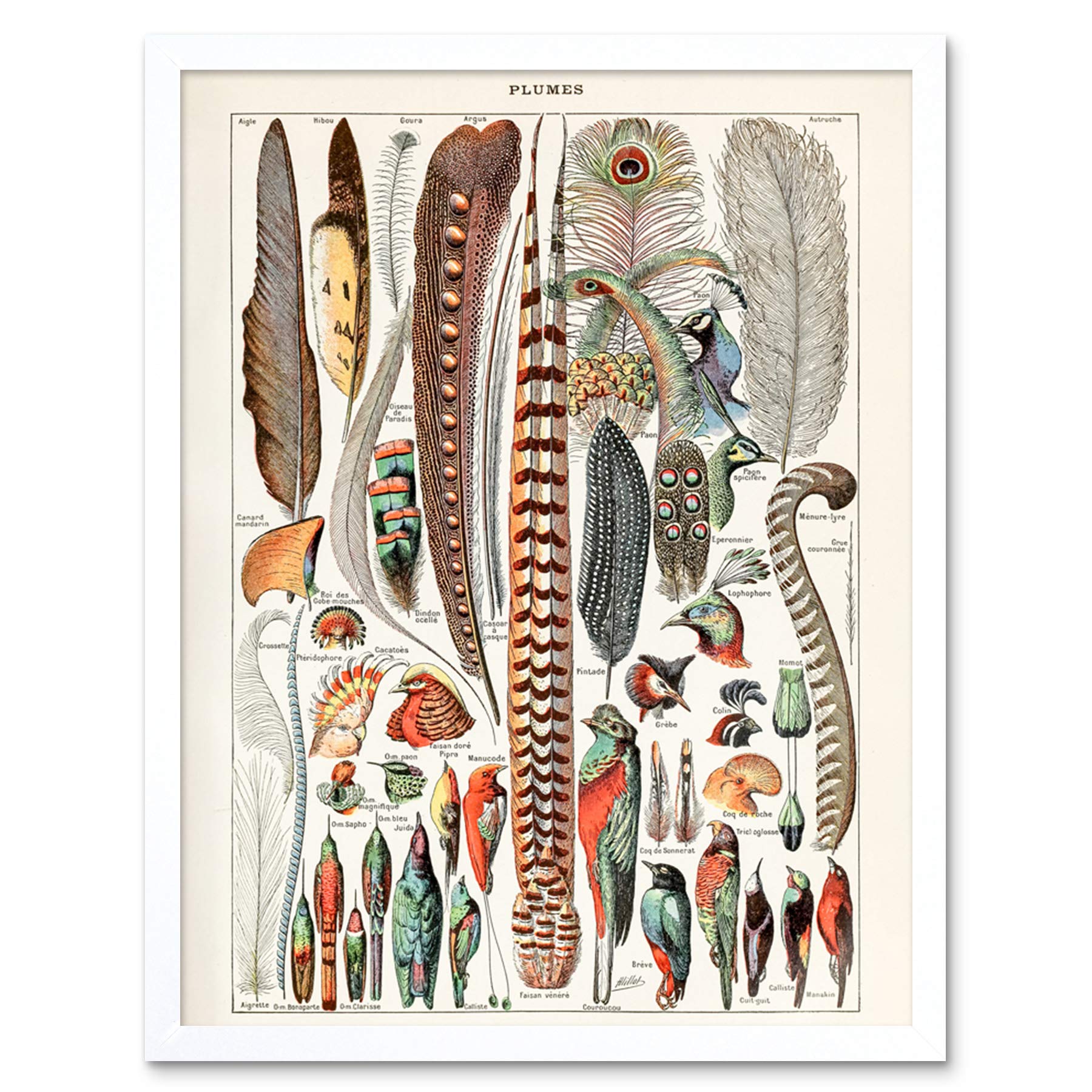 Artery8 Millot Encyclopedia Page Molluscs Shells Art Print Framed Poster Wall Decor 12x16 inch — view 21