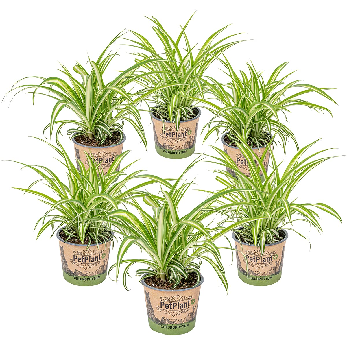 Bloomique - 6er-Set - Chlorophytum Variegatum - Grnlilie - Zimmerpflanzen  - Luftreinigend - Tierfreundlich - Hhe 20-30 cm - Topf 12 cm : Amazon.de:  Garten