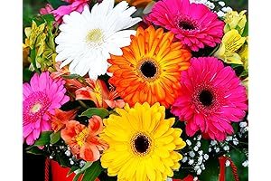 High-Yield Mix Gerbera Daisy Seed Pack