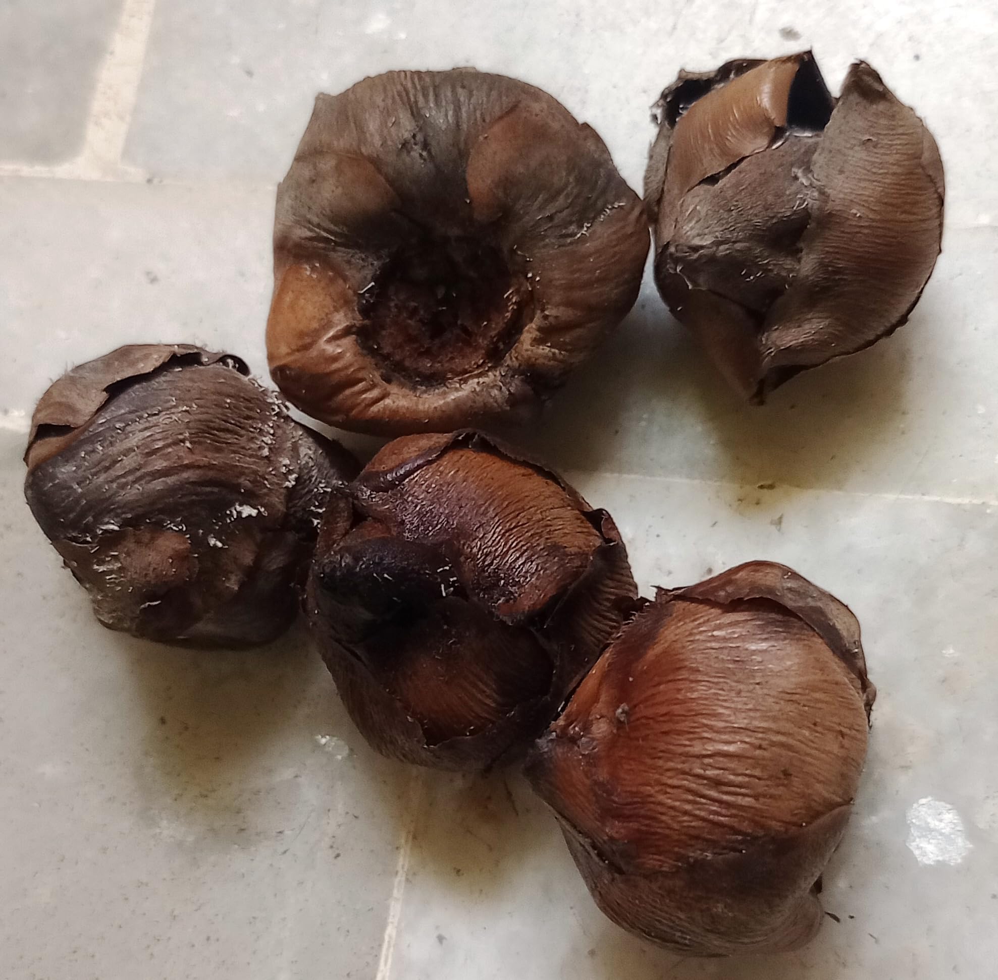 Aadityaa's Dried Palm Caps Coconut Crowns, Dried Coconut Flowers Which Does not Get Maturity, for Crafts and Decoration, Pack 20-image-49