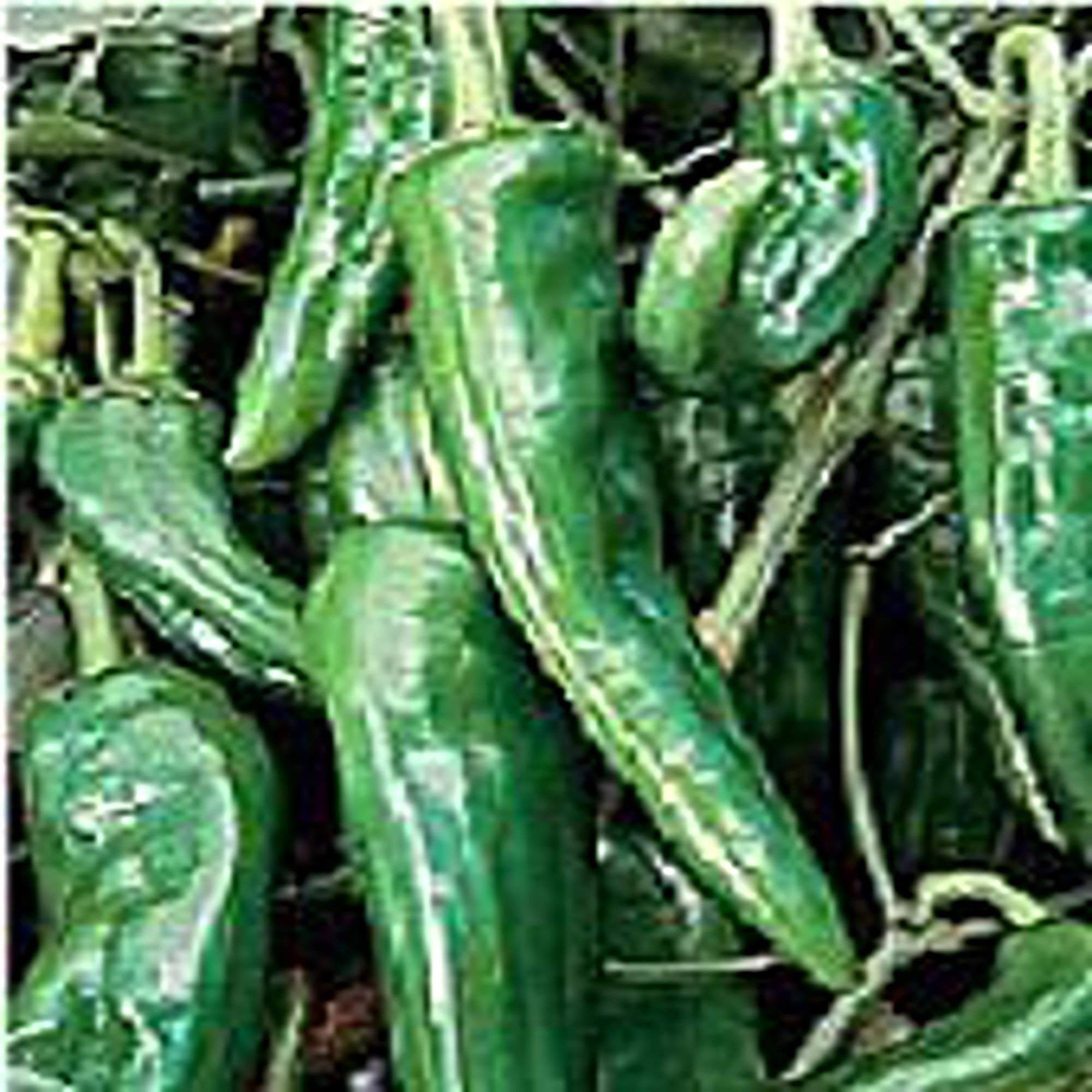 NuMex Espanola Improved Hot Peppers Seeds