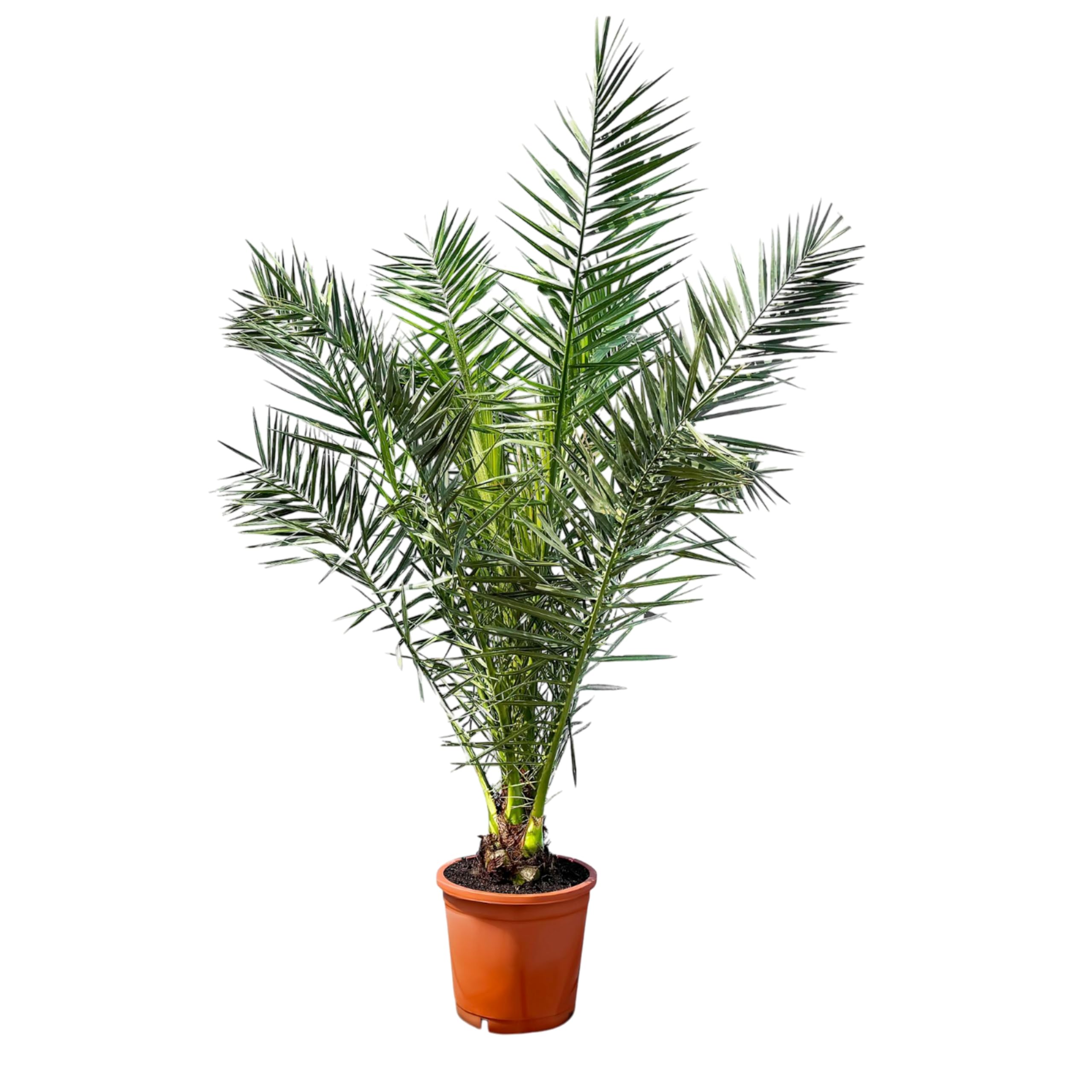 Palmier - Phoenix Canariensis - 140-160 centimètres - Palmier Dattier