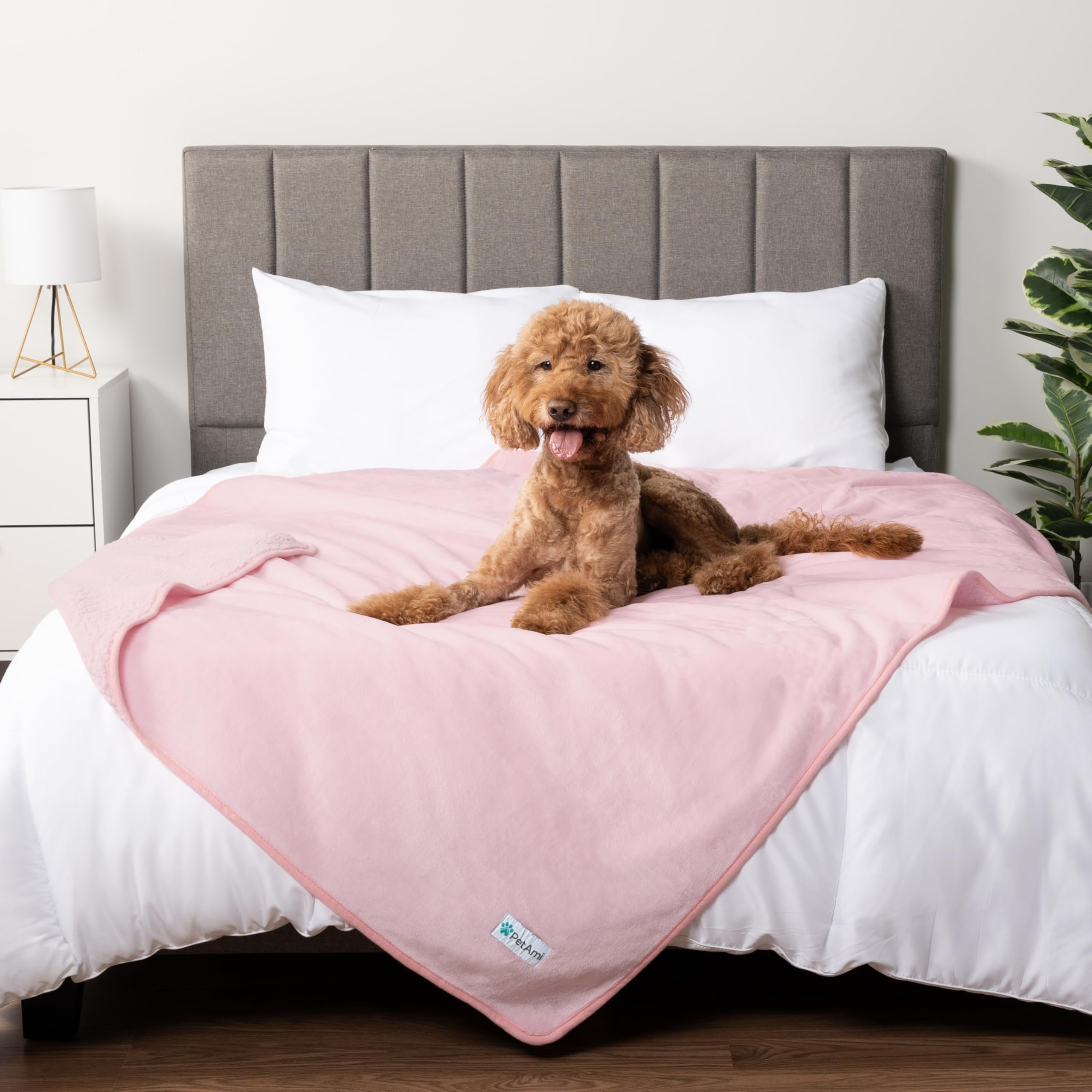 Mi Cama Mi Perro Se Orina En La Noche Mi Perro Se Hizo Pis En La