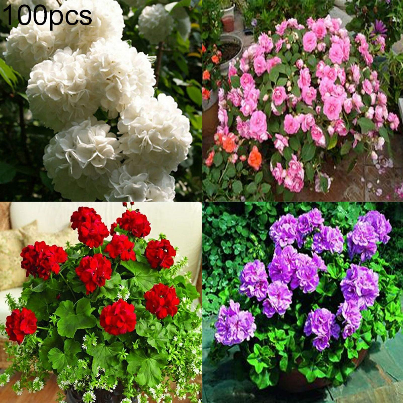 Geranien Samen Mix - 100+ Stück Mehrjährige Blumen In 9 Farben Für Garten & Balkon