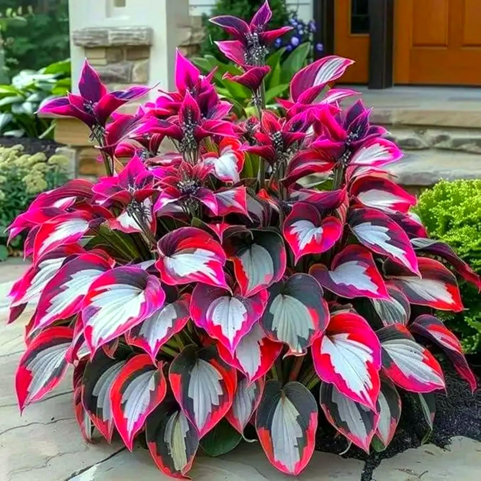 Perennial/Butterfly Flower//Hostas rhizomes/Hosta Bulbs for Planting Now UK/Excellent Display-4Bulbs -h