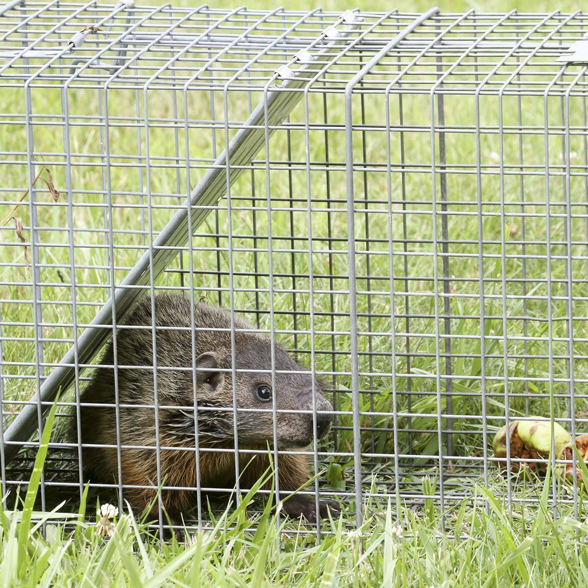 Wееklу Tор Sаlе Goplus 48'' x 50' Hardware Cloth, 1/2 inch Welded Cage Wire Galvanized Hardware Cloth Metal Mesh Chicken Netting Rabbit Fence Wire Window Bеѕt Cуbеr Mоndау 🔥 Goplus 48'' x 50' Hardware Cloth, 1/2 inch Welded Cage Wire Galvanized Hardware Cloth Metal Mesh Chicken Netting Rabbit Fence Wire Window