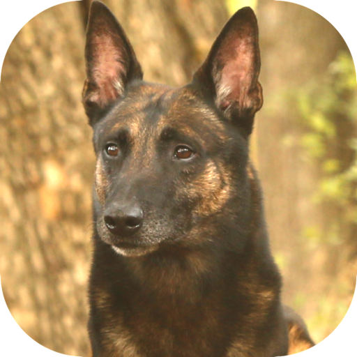 UKC Rally Obedience - App on Amazon Appstore