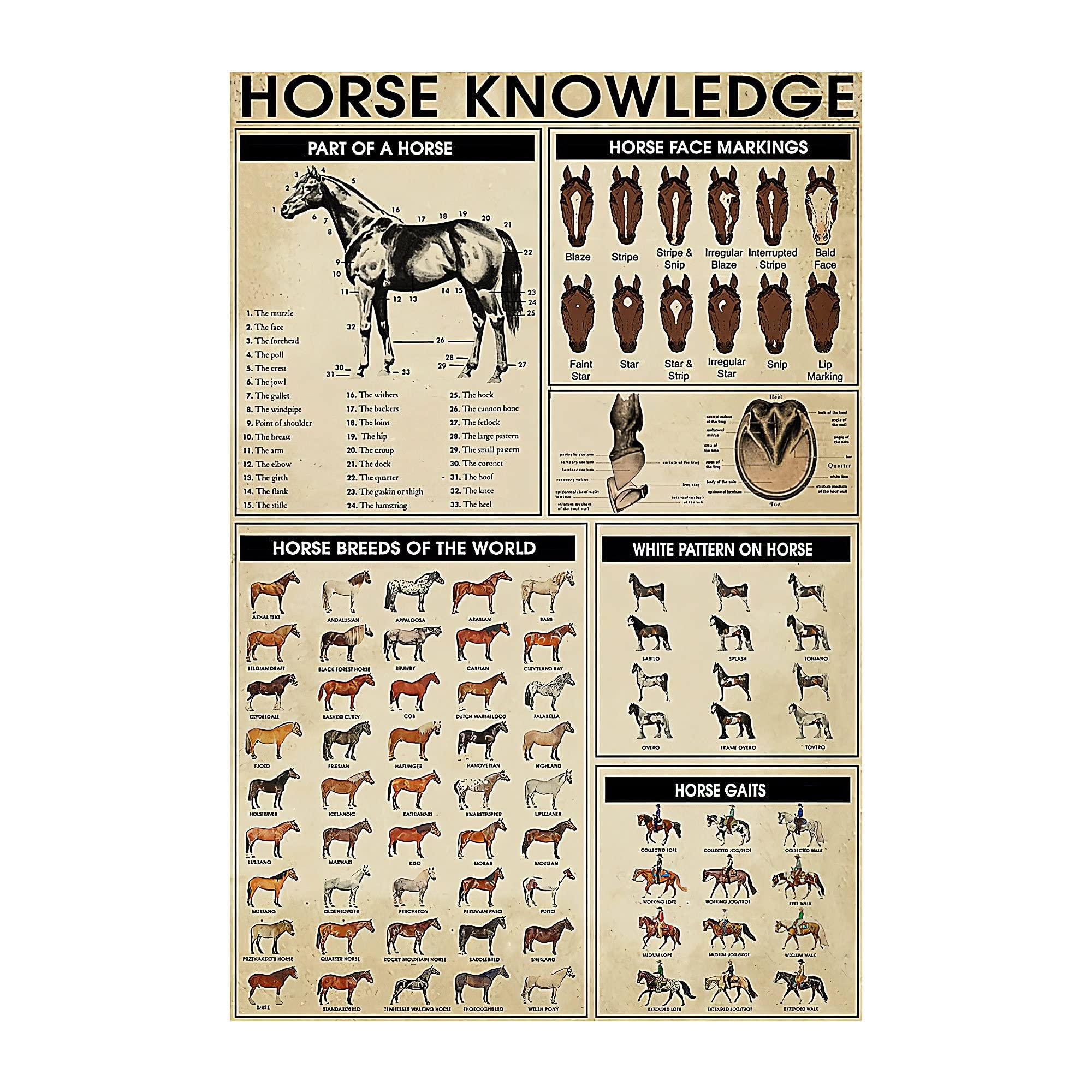 HOUVSSEN Horse Knowledge Poster Horse Breeds Poster Vintage Horse Wall Art Horse Lover Gift Vintage Horse Lover Parts of A Horse Poster Posters tin Sign Metal 8x12 inch Proverb Metal Tin Sign