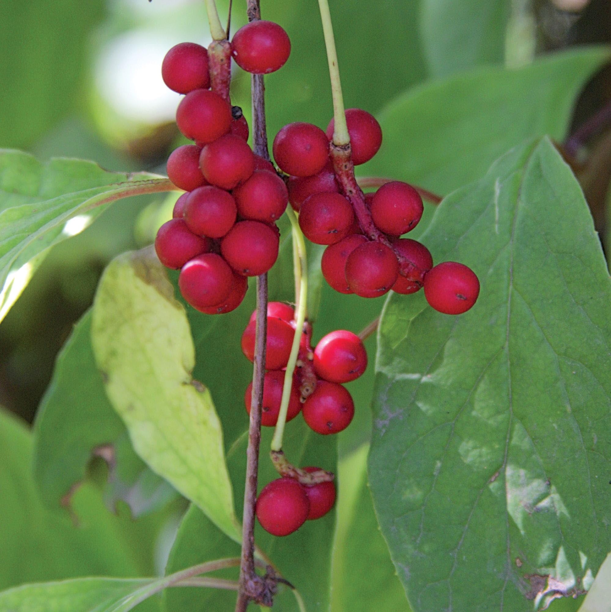 Vivai le Georgiche - Pianta vera di Schisandra chinensis Limoncello cinese, Bacca dei 5 sapori - vaso Ø 15 cm - altezza alla vendita 80-100 cm