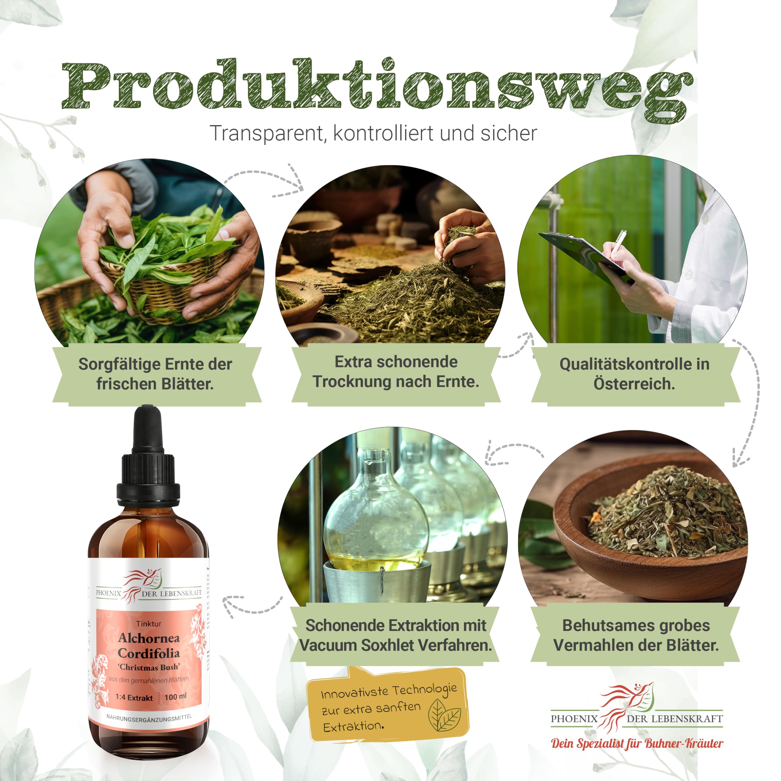 Alchornea cordifolia Tinktur 100ml | Christmas Bush Tropfen (1:4 Auszug) | Nahrungsergänzungsmittel aus Österreich | mit gemahlenen Blättern | Bitter Leaf, Ipa, Serpentwood