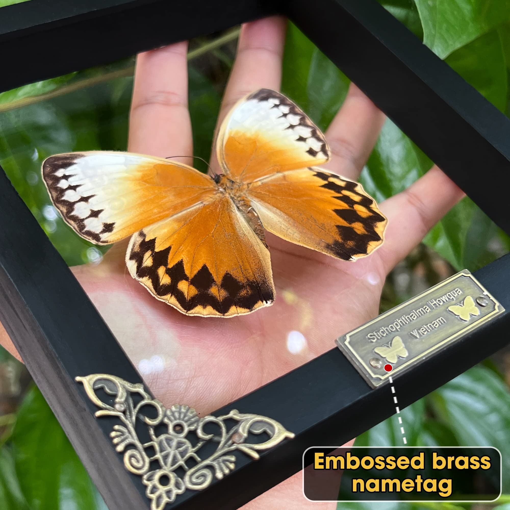 アゲハチョウ科 - Wikipedia オオルリアゲハ他熱帯性蝶類合計9種類