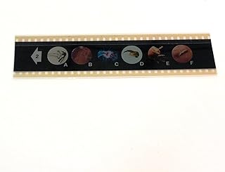 Insects Up Close Slide Strip Version 2