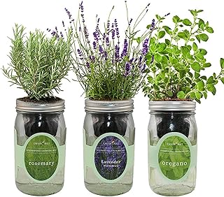 Environet Hydroponic Herb Growing Kit Set, Self-Watering Mason Jar Herb Garden Starter Kit Indoor, Windowsill Herb Garden,...