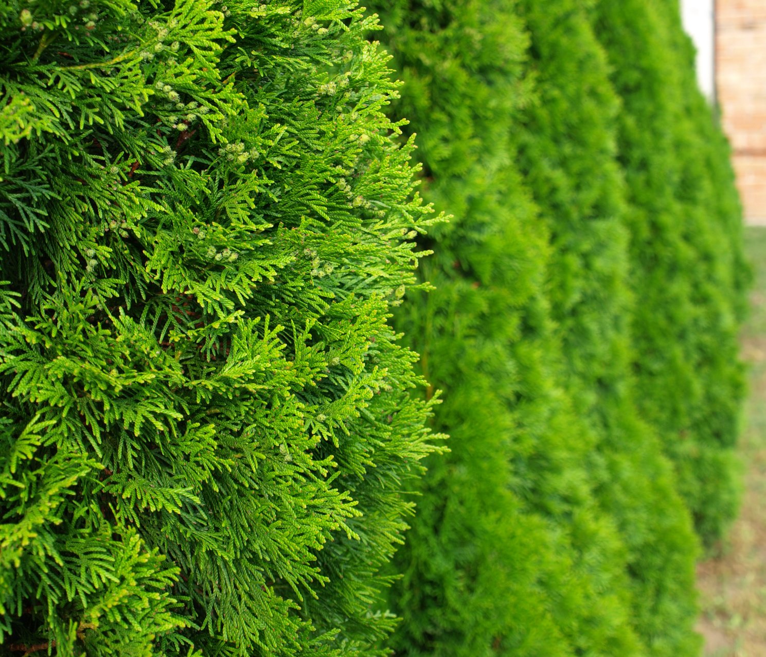 Mller Mnchehof GmbH 10 Stck Thuja Smaragd im Topf/Container Gre 15 bis  30 cm : Amazon.de: Garten
