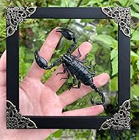 Vista 46 de Mantis Real Enmarcada Creobroter Insecto Muerto Escarabajo Verde Seco Caja de Sombra Flotante 3D Marco de Vidrio Espécimen de Taxidermia