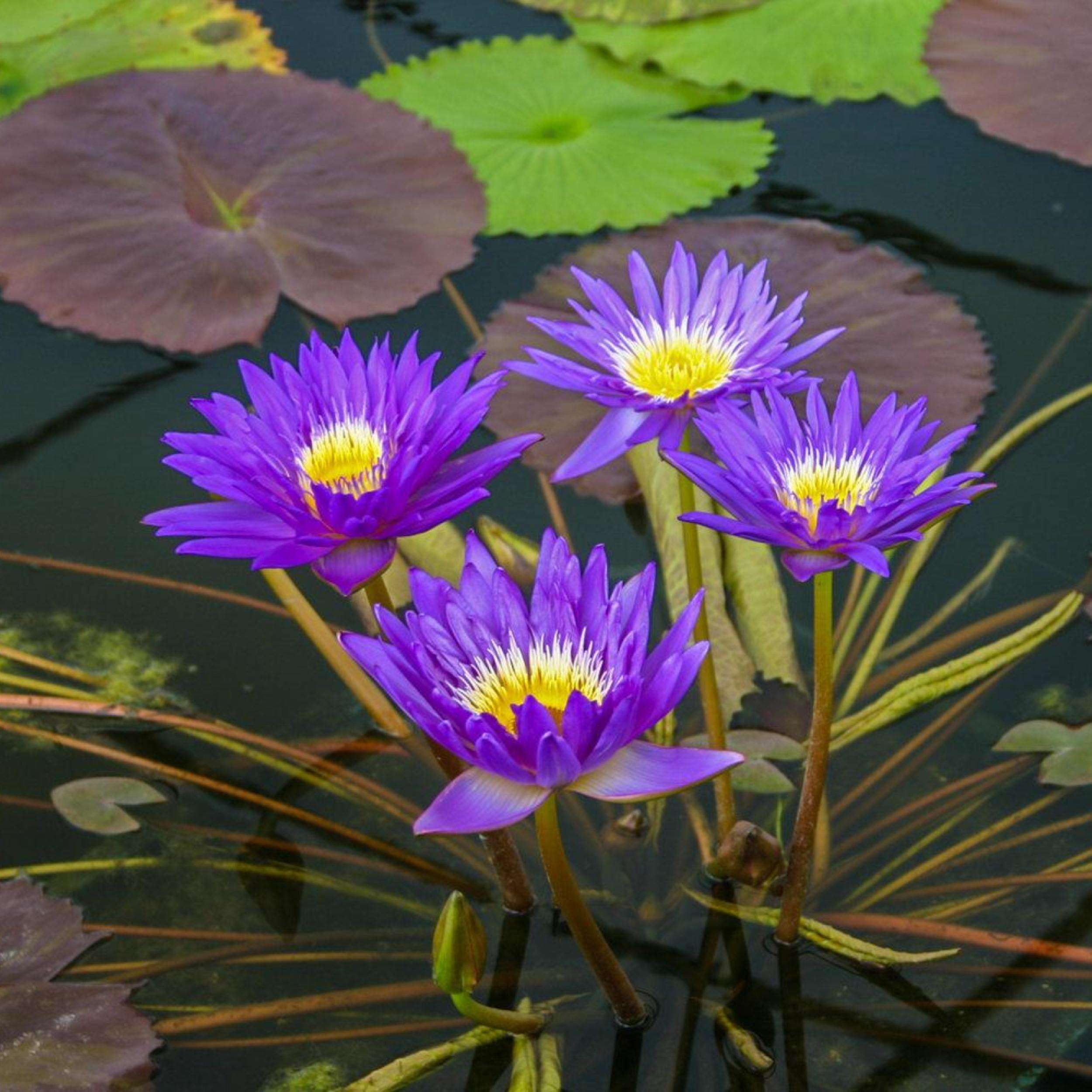 Water Lily Bulb - Beautiful and Hardy Aquatic Plant Bulb for Your Pond or Water Garden. (pack of 3) Healthy bulbs, fast growing and fast flower,