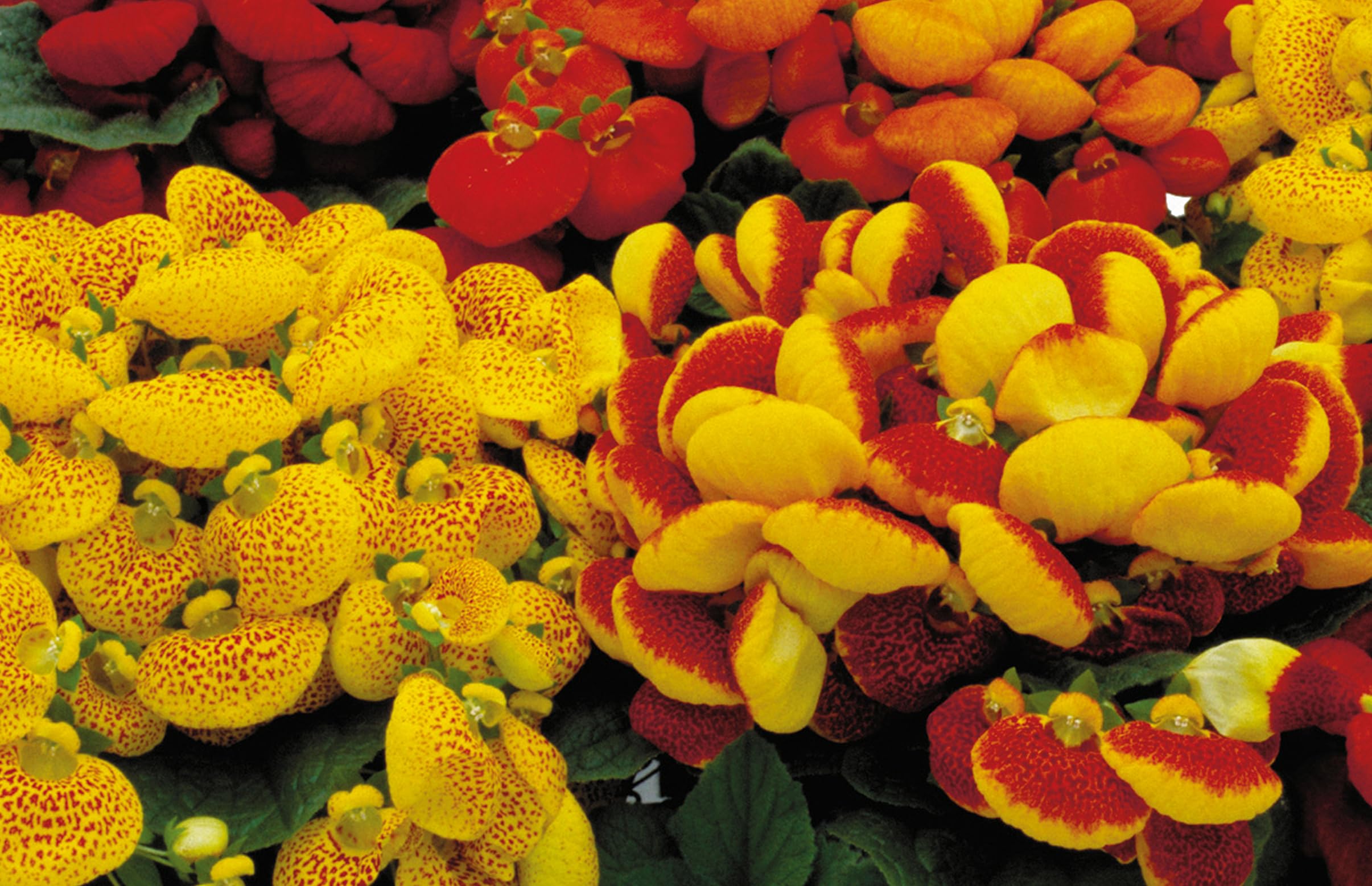 Growzid Calceolaria Dainty Mix Flower Seeds for Terrace Balcony Gardening Home Garden Plant Summer Flower Seeds for Planting (Pack Of 50 Seeds) (B0CMZXCZS1) Amazon Price History, Amazon Price Tracker