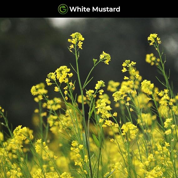 White Mustard Seeds 100g Pack – Sinapis Alba for Green Manure, Soil Conditioning & Wildflower Gardens – Fast-Growing Cover Crop for Allotments & Pollinators – Garden Lawncare Guy