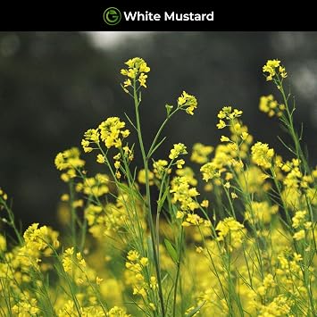 White Mustard Seeds 100g Pack – Sinapis Alba for Green Manure, Soil Conditioning & Wildflower Gardens – Fast-Growing Cover Crop for Allotments & Pollinators – Garden Lawncare Guy