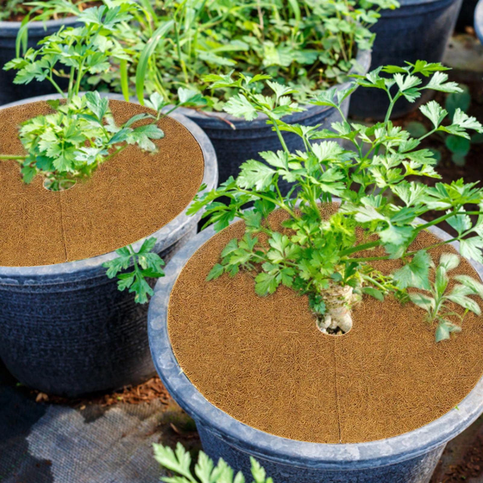 Amazon.co.jp: 10枚入り ココヤシマット 植木鉢 ヤシマット 園芸用
