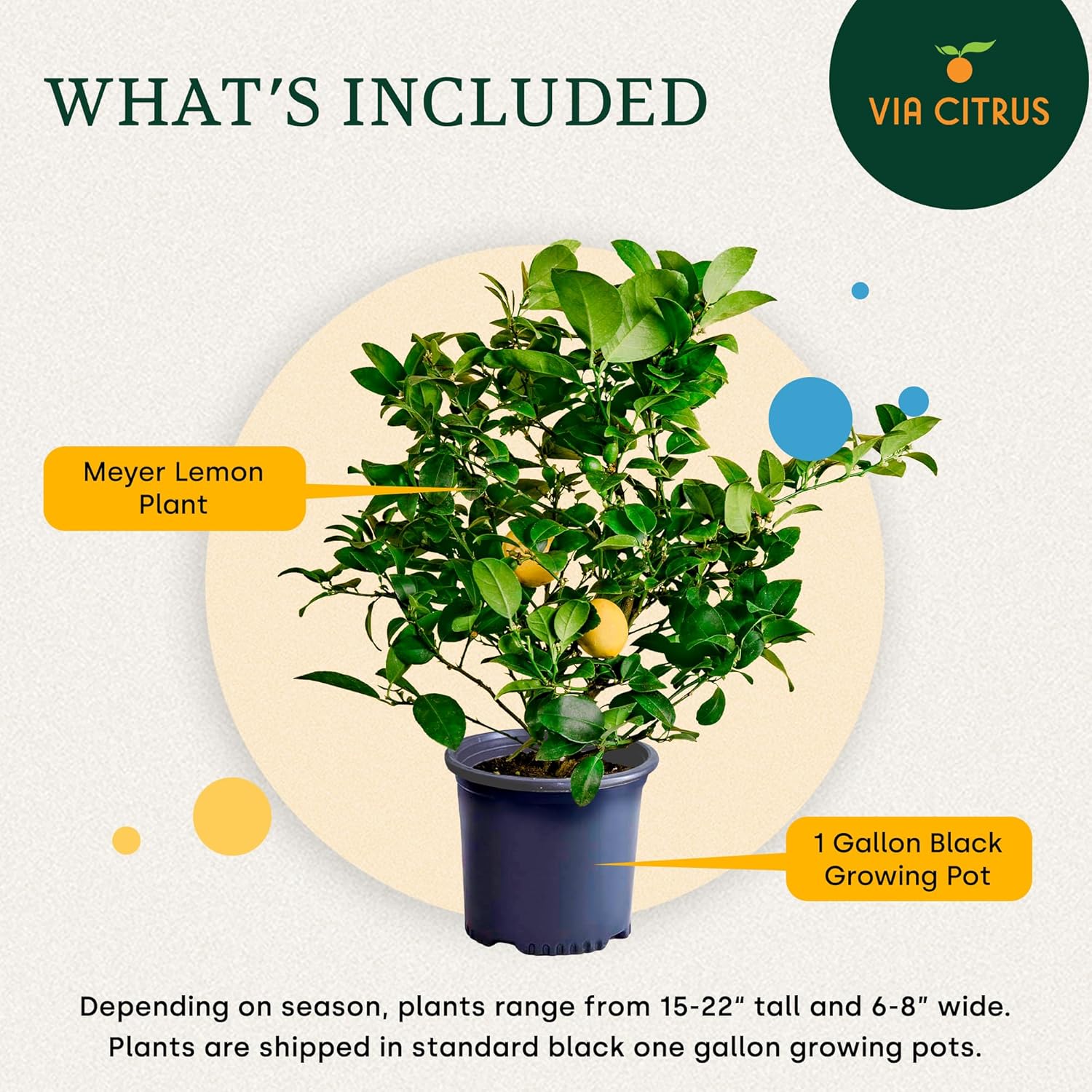 Meyer Lemon Tree Live Plants 13" - 22" Tall – Indoor Outdoor Fruit Tree Plant Growing, Live Citrus Plant Mothers Day Gift for Mom Home Garden Patio Use, Cannot Ship CA AZ TX LA by Via Citrus