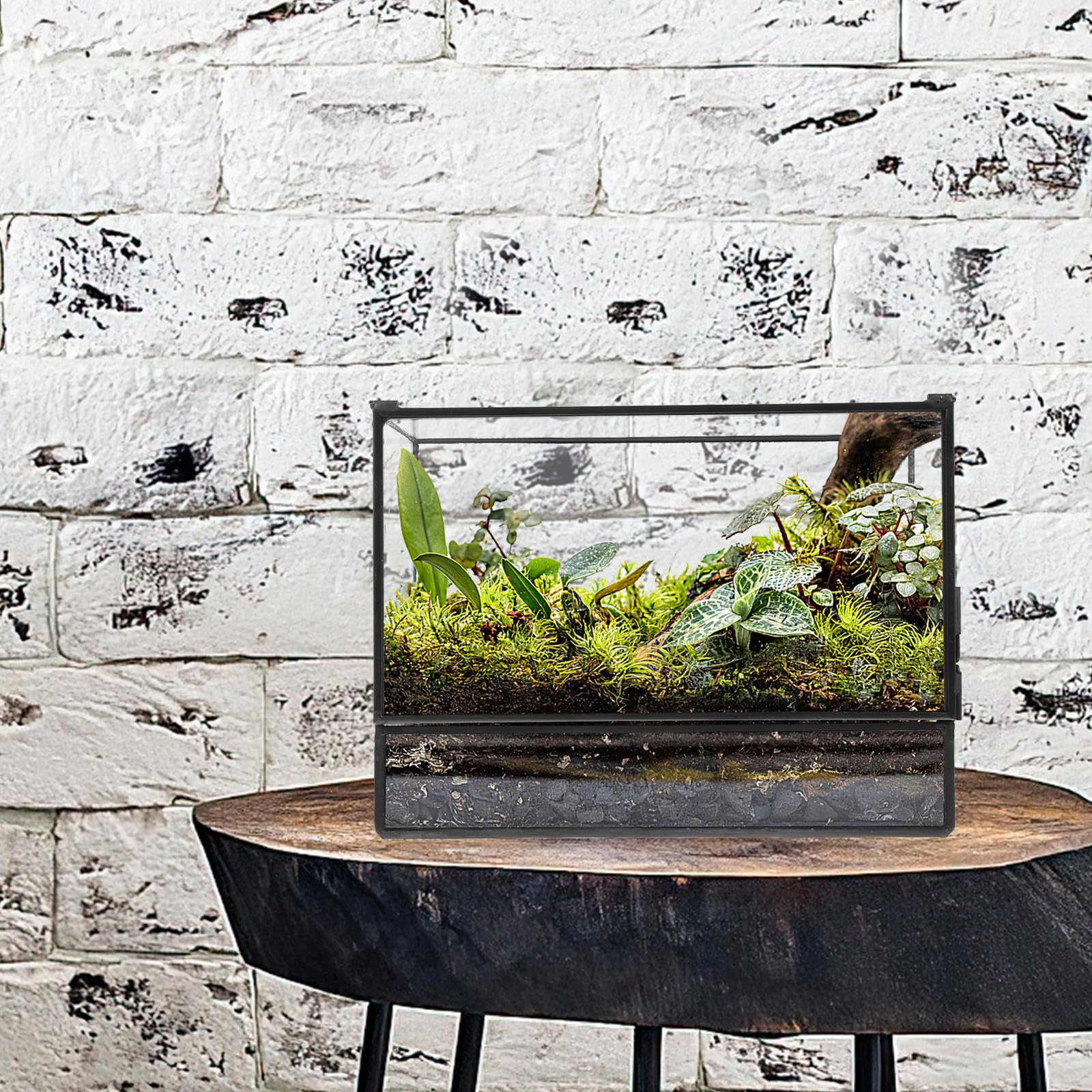 Terrario in Vetro per Piante, Terrarium Moss, Mini Contenitore Geometrico per Muschio e Piante, Trasparente, per DIY e Tavolo da Cucina