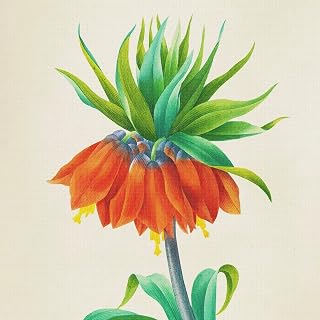 Vincent Pierre Redoute Fritillaria-14 Count Counted Cross Stitch Patterns