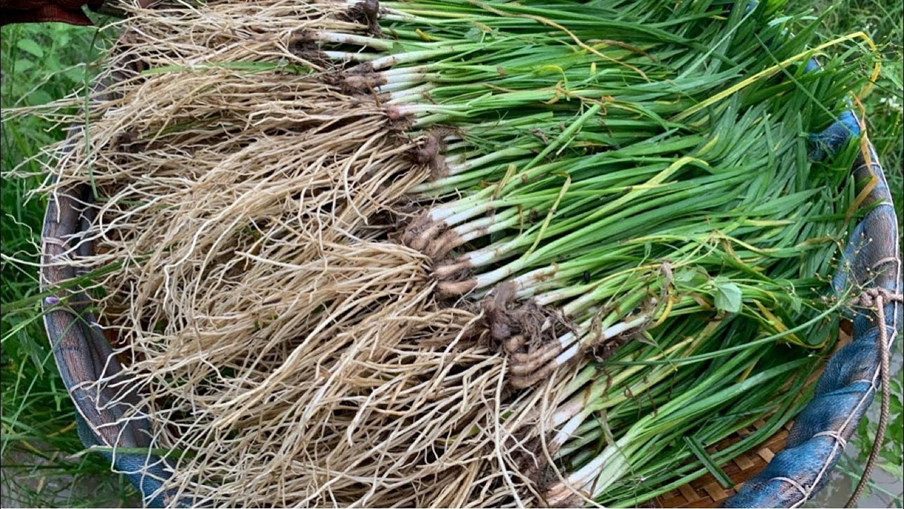 Aero Seeds Garlic Chives 50 Seeds (B0989Y4L3P) Amazon Price History, Amazon Price Tracker