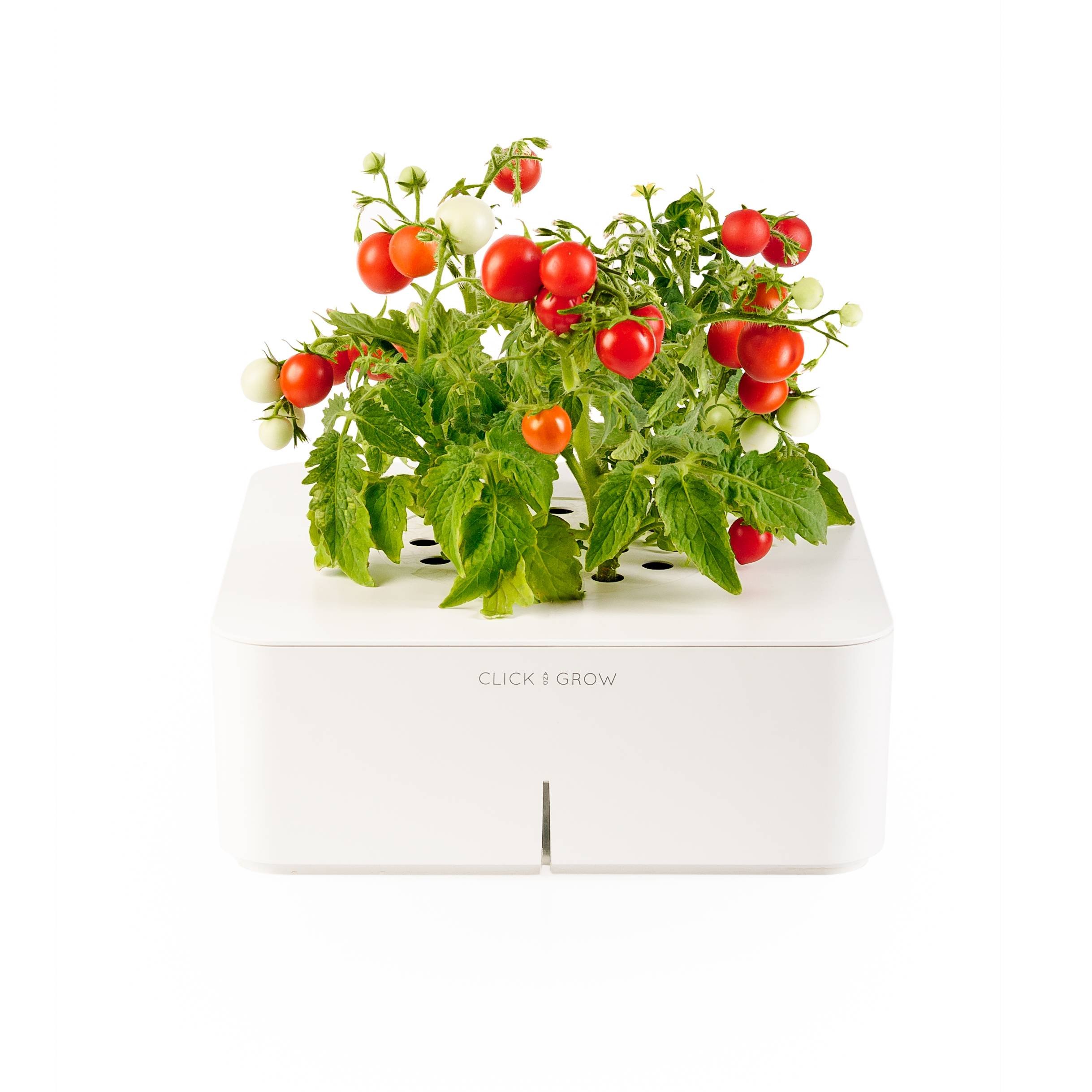 Click&Grow Starter Kit Mini Tomato Pianta di Mini Pomodori