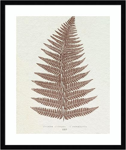 Amanti Art Framed Wall Art Print 25x21 Lowe Sepia Fern VI by E.j. Lowe, Nature Wall Art, Vintage Decor, Medium Poster Painting Artwork for Living