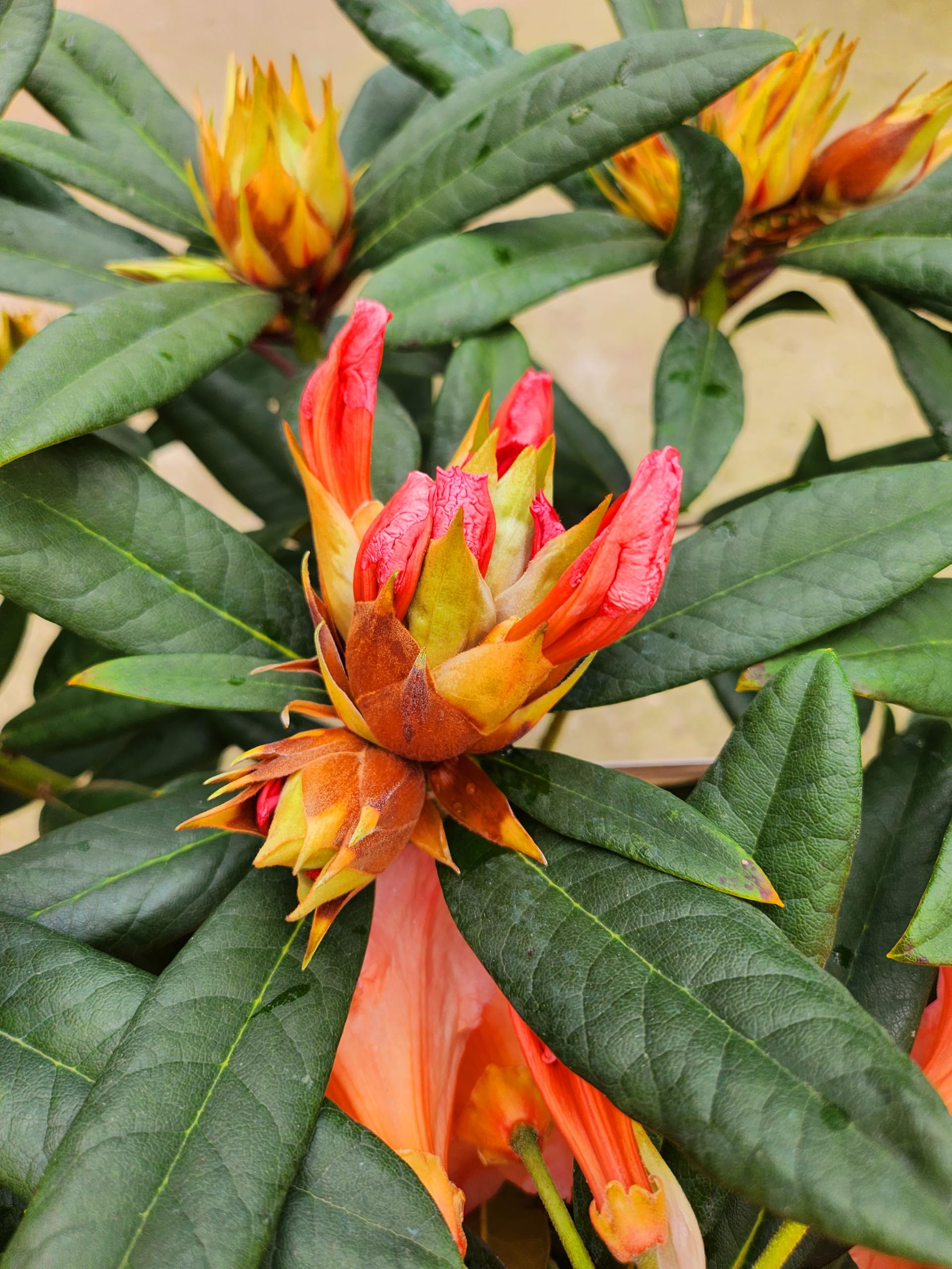 POWERS TO FLOWERS - RODODENDRO ARANCIONE/PESCA XXL, RHODODENDRON, IN VASO 22CM DIAMETRO, pianta vera
