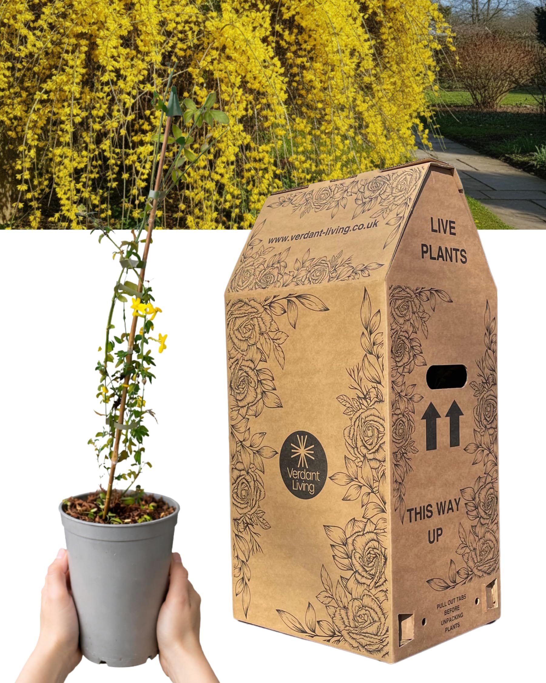 1 Live Outdoor Garden Ready Winter Jasmine Plant – Jasminum nudiflorum. Bright Winter Yellow Flowers. Hardy Deciduous Shrub. Ideal for Walls, Trellis, Arches & Fences. Large, Well-Established 2L Pot