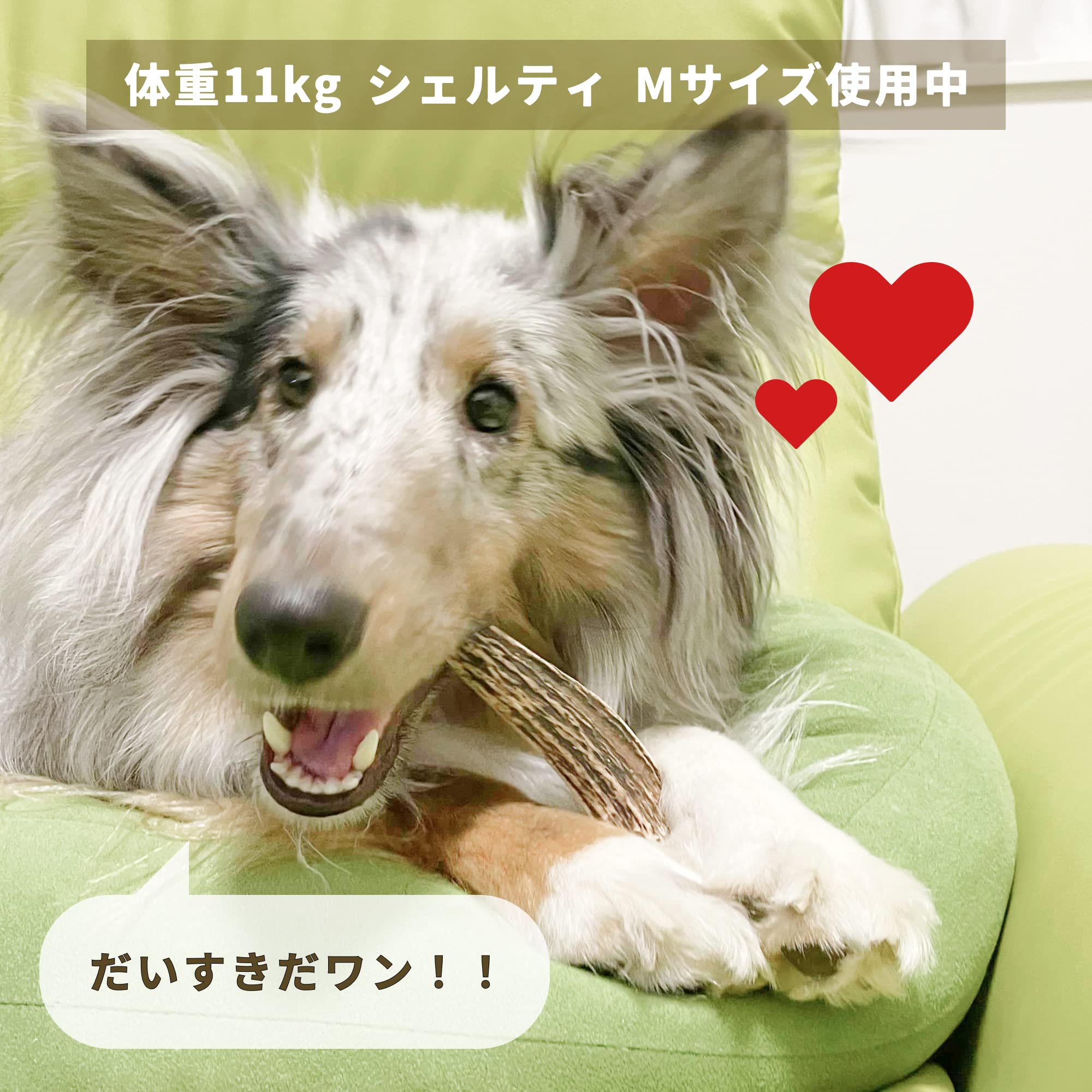 Amazon | Shells 鹿の角 半割り 無添加 犬の噛むおもちゃ 小型犬用