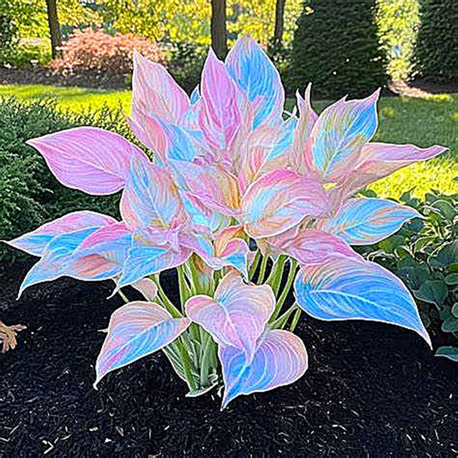 Hosta Bulbs for Planting,Hosta Mix,Excellent Display,Perennial-10bulbs-A