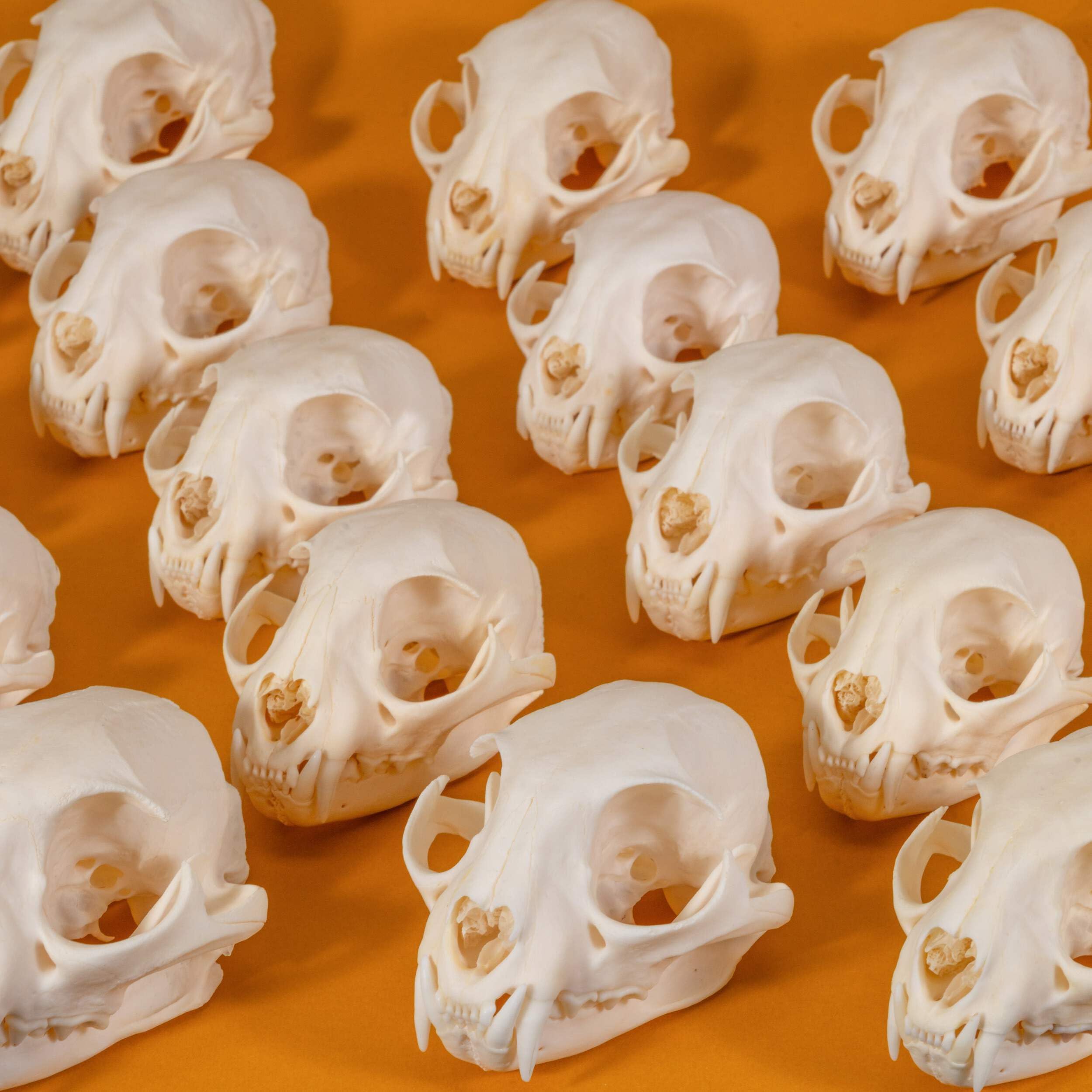 Skulls Unlimited Real Bobcat Skull – Model Animals Specimen for
