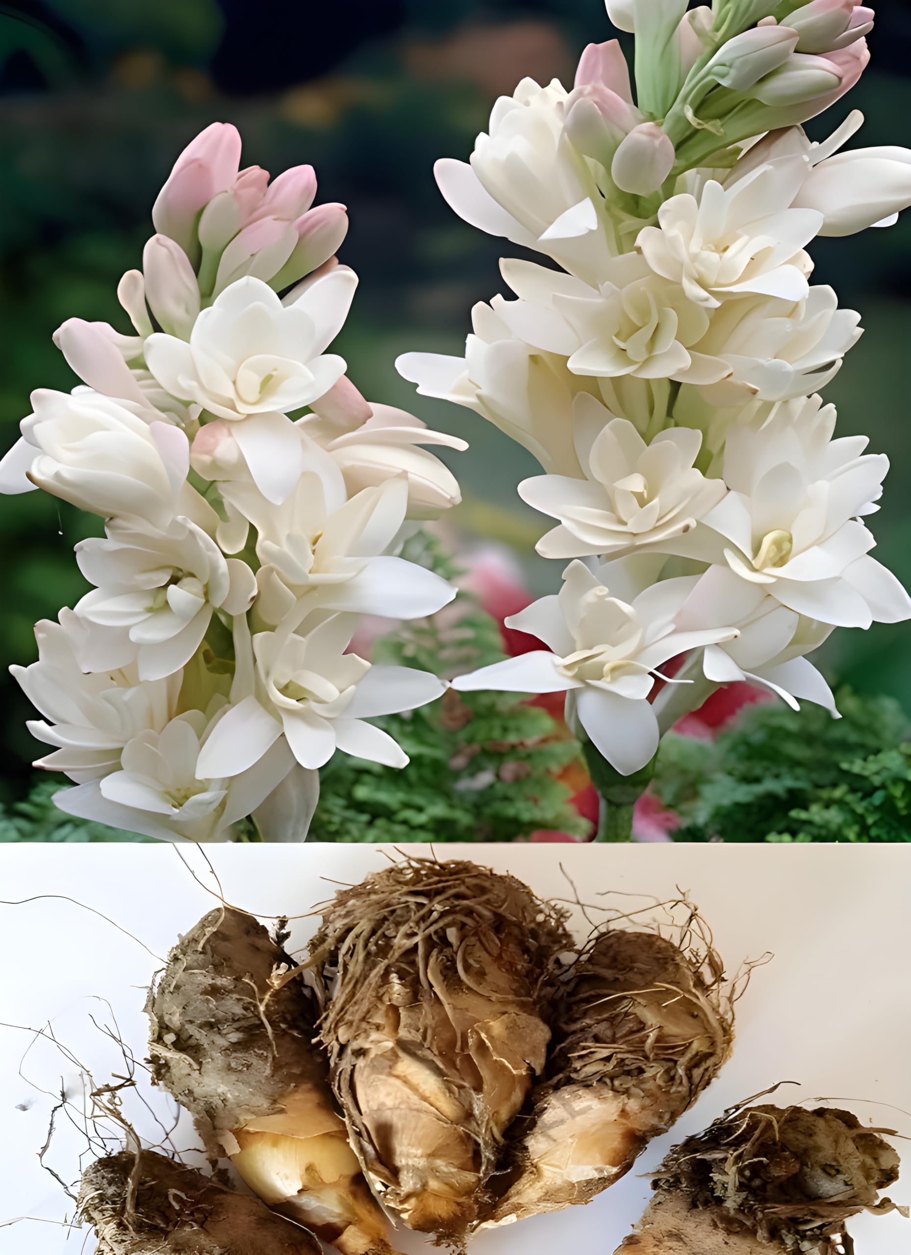 Rajnigandha/Nishigandha, Tuberose Flower Bulbs, All Season Blooming, Fragrant White Flowers in different quantity (Fower Plant Bulbs, 10 Pcs)-image-29