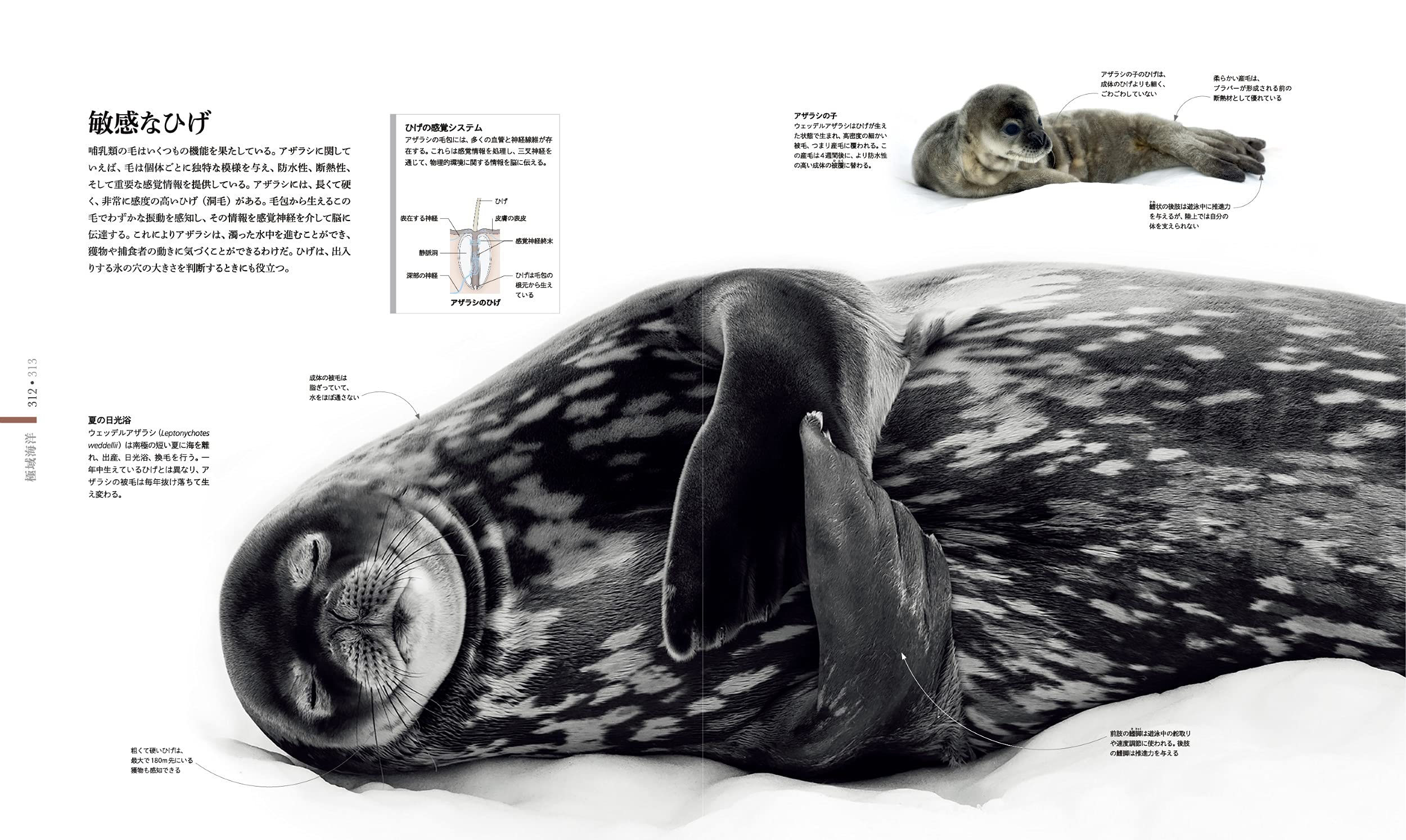 Ocean Life 図鑑 海の生物 スミソニアン協会 ロンドン自然史博物館 遠藤 秀紀 長谷川 和範 本 通販 Amazon