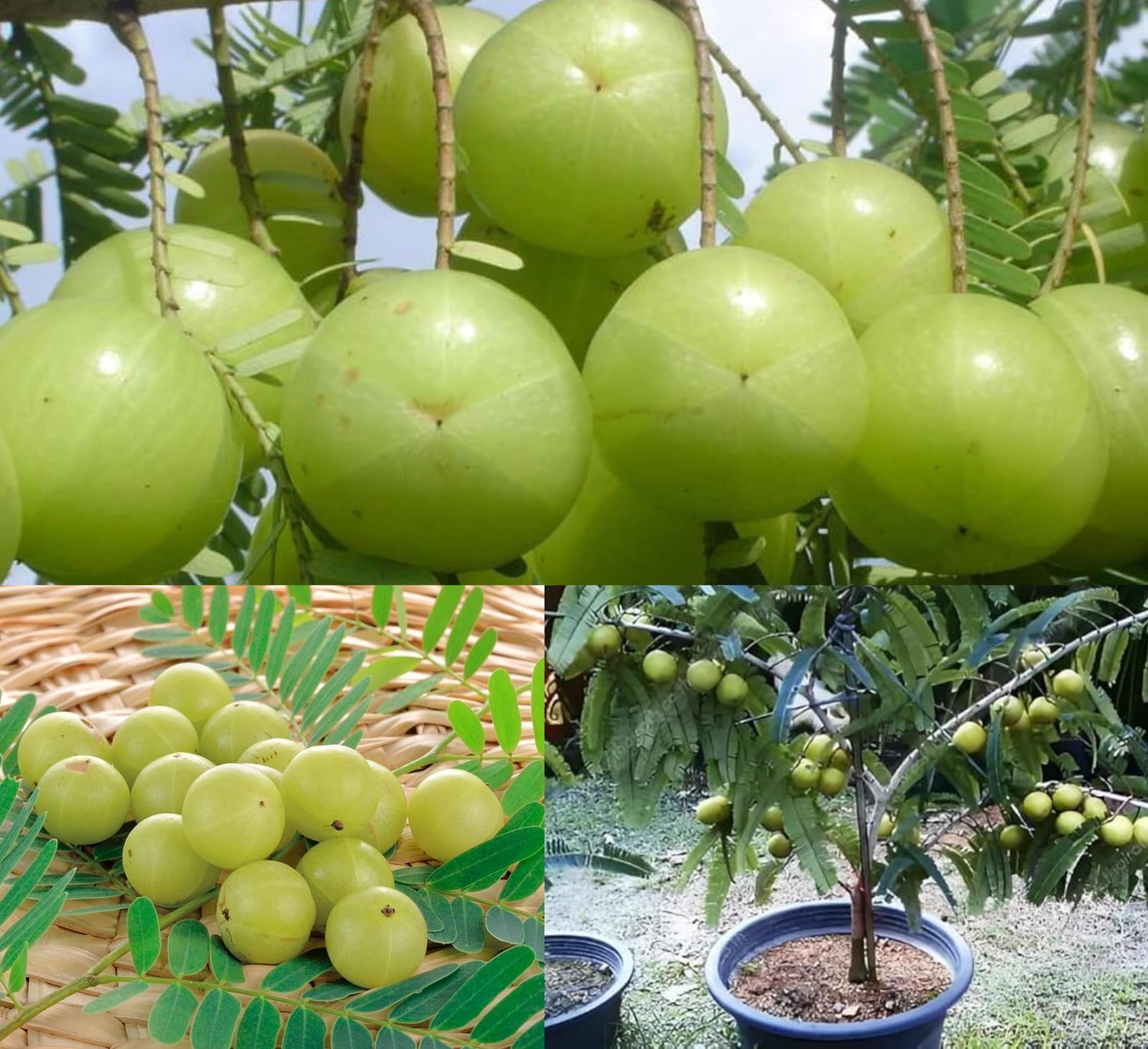 CPEYARE "bhumi Amla Plant Hybrid All Seasons" Indian Gooseberry Amla Plant Grafted (Plant Height 2-2.5) Feet Dwarf Amla Tree Plant For Home Garden Clone Type Amla Fruit Plant