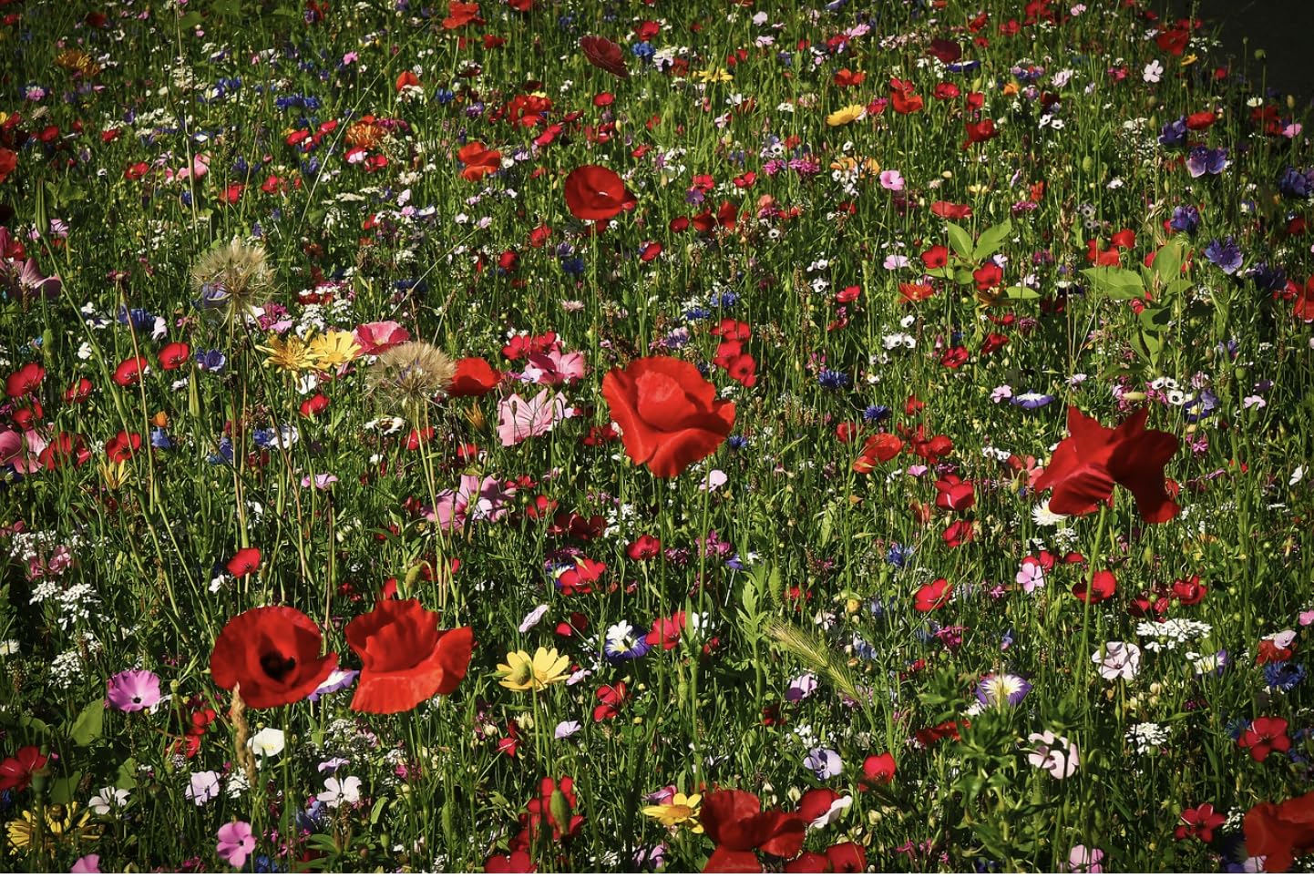 Wildflower Seeds Pure Dwarf Scented NO Grass Bee Butterfly Mix Meadow Garden Planting Seeds UK (100 Square Metres)