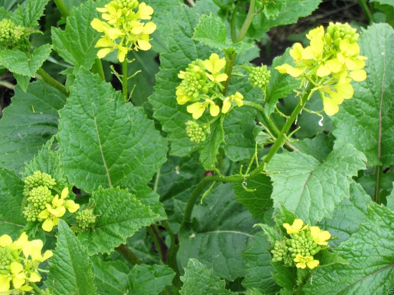 Amazon.com : 1000 Black Mustard Plant Seed (Brassica Nigra) Edible  Leaves,Flowers and Seeds : Patio, Lawn & Garden