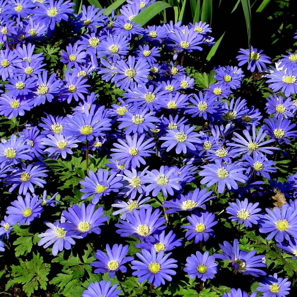 Anemone blanda Blue Shades - 60 flower bulbs