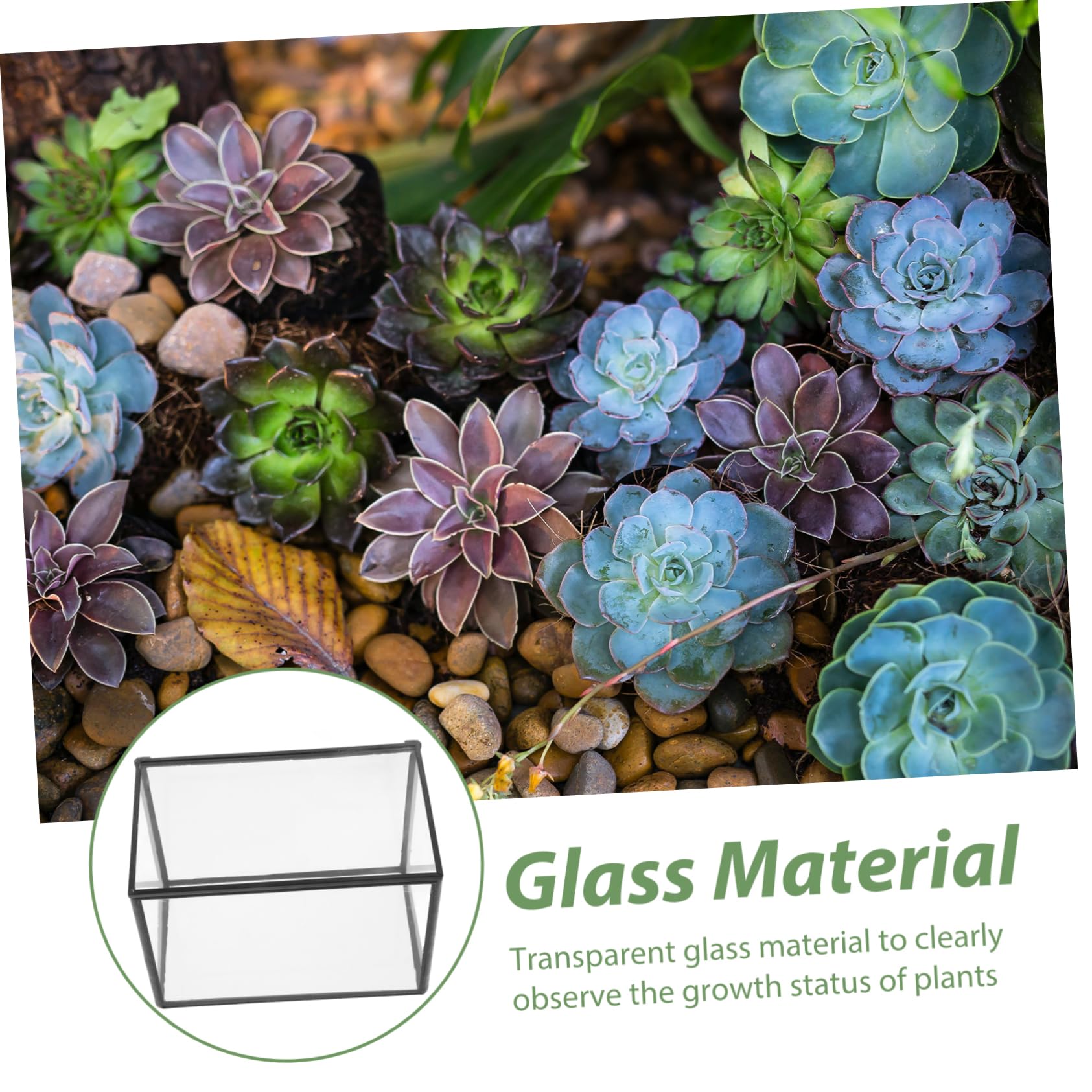Terrario Per Piante Succulente Contenitore Trasparente Per Paesaggi Design Artistico Per Decorazione Casa e Ufficio Compatte e Leggere Per Progetti e Regali Originali