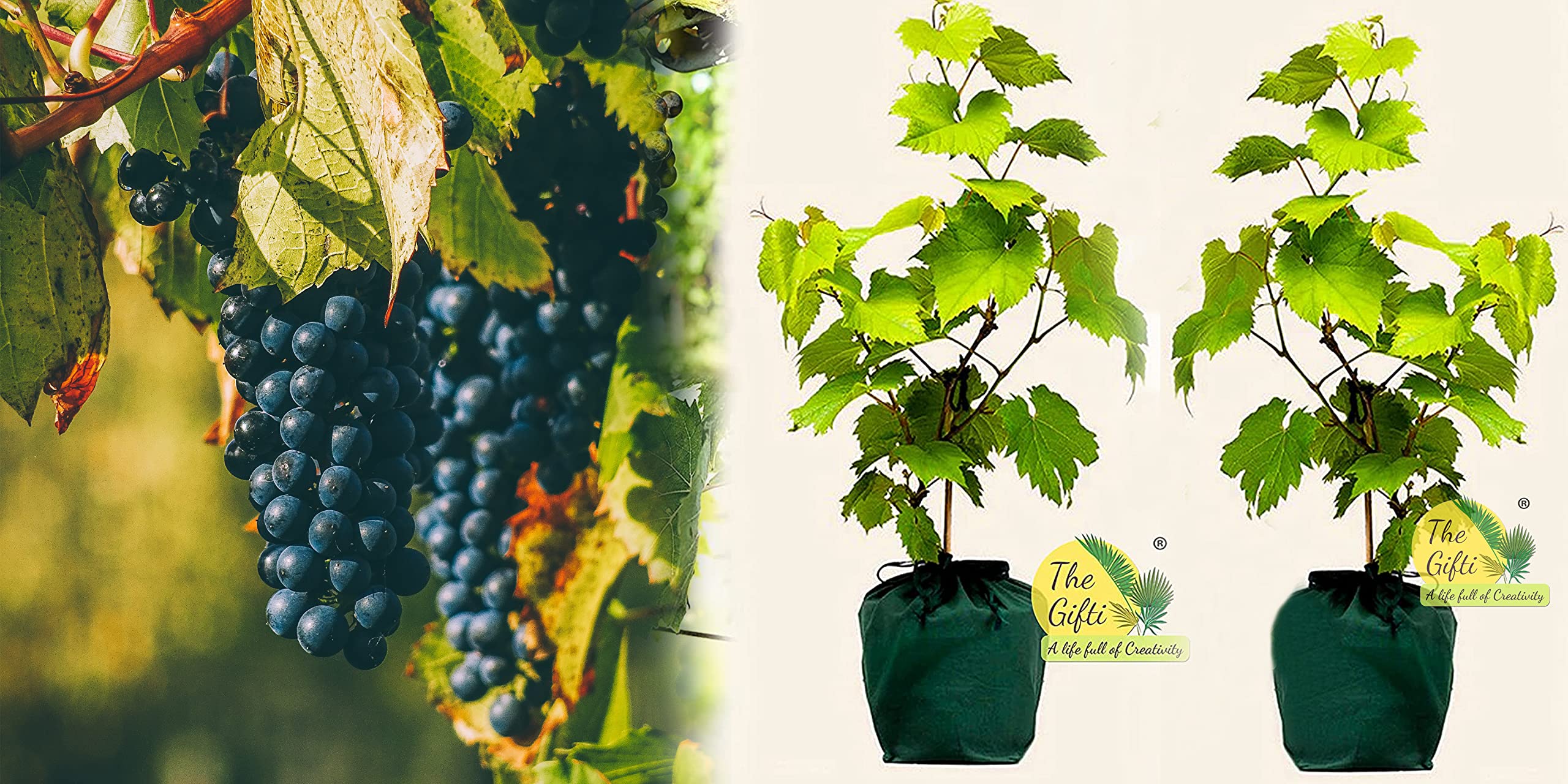 The Gifti ®️ Live Grape Fruit Plant [Varieties:- Bangalore Blue, Gulabi (Muscat)] Black Seedless Grafted 2 Healthy Plant [Pack of 2] (B0BTB1SK7Y) Amazon Price History, Amazon Price Tracker