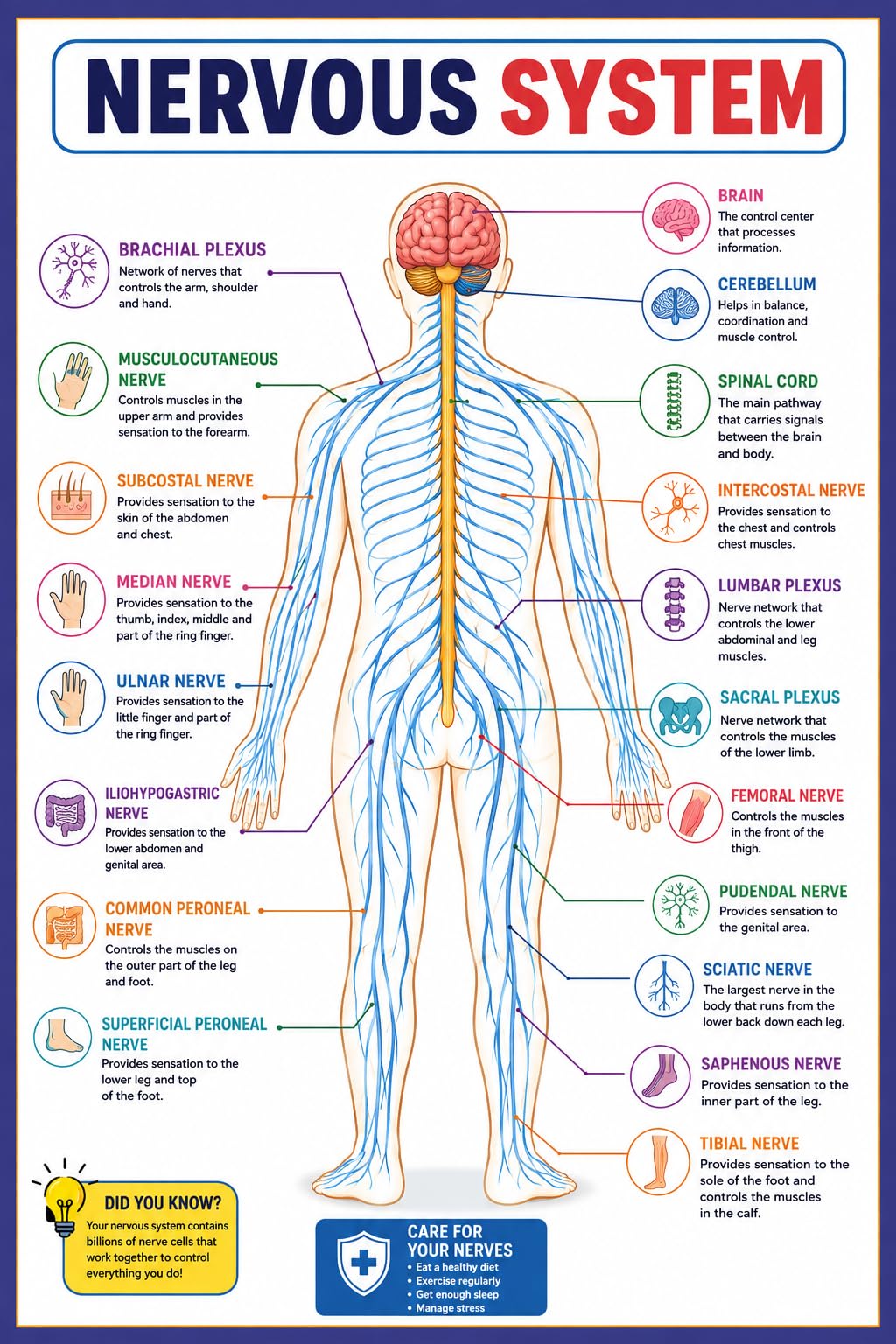 Nervous System Educational Poster for Kids & Students | Human Anatomy Learning Chart | Brain, Spinal Cord & Peripheral Nerves Diagram | Science Classroom & School Wall Chart | 12 x 18 Inch | Unframed-image-20