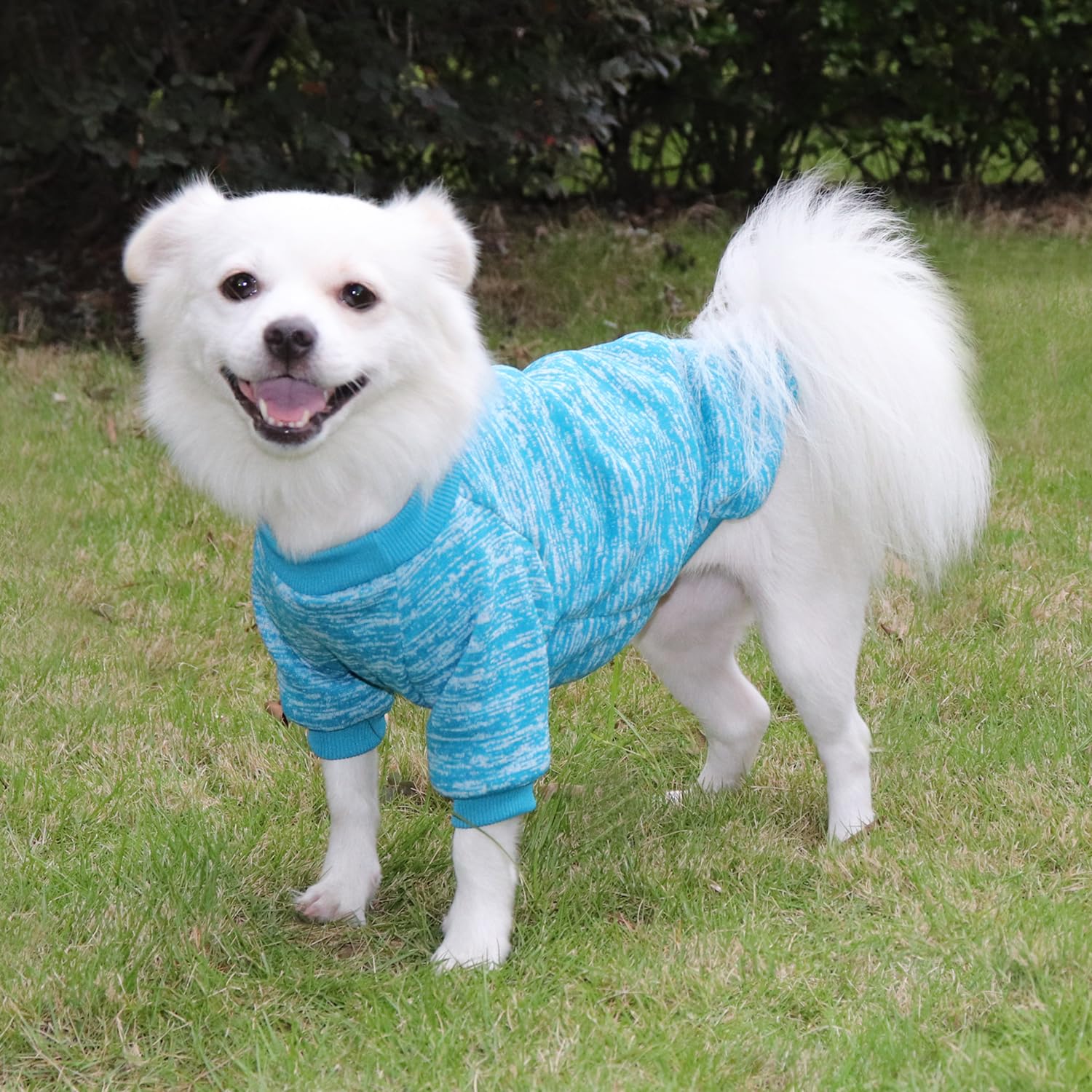 Jerséis Perro Pequeño Jersey Mascota Pequeña Ropa Chihuahua, Es un Tejido Bastante Cómodo, Suave y Cálido para el Animal y Fácil de Poner (Large, Azul) — view 5